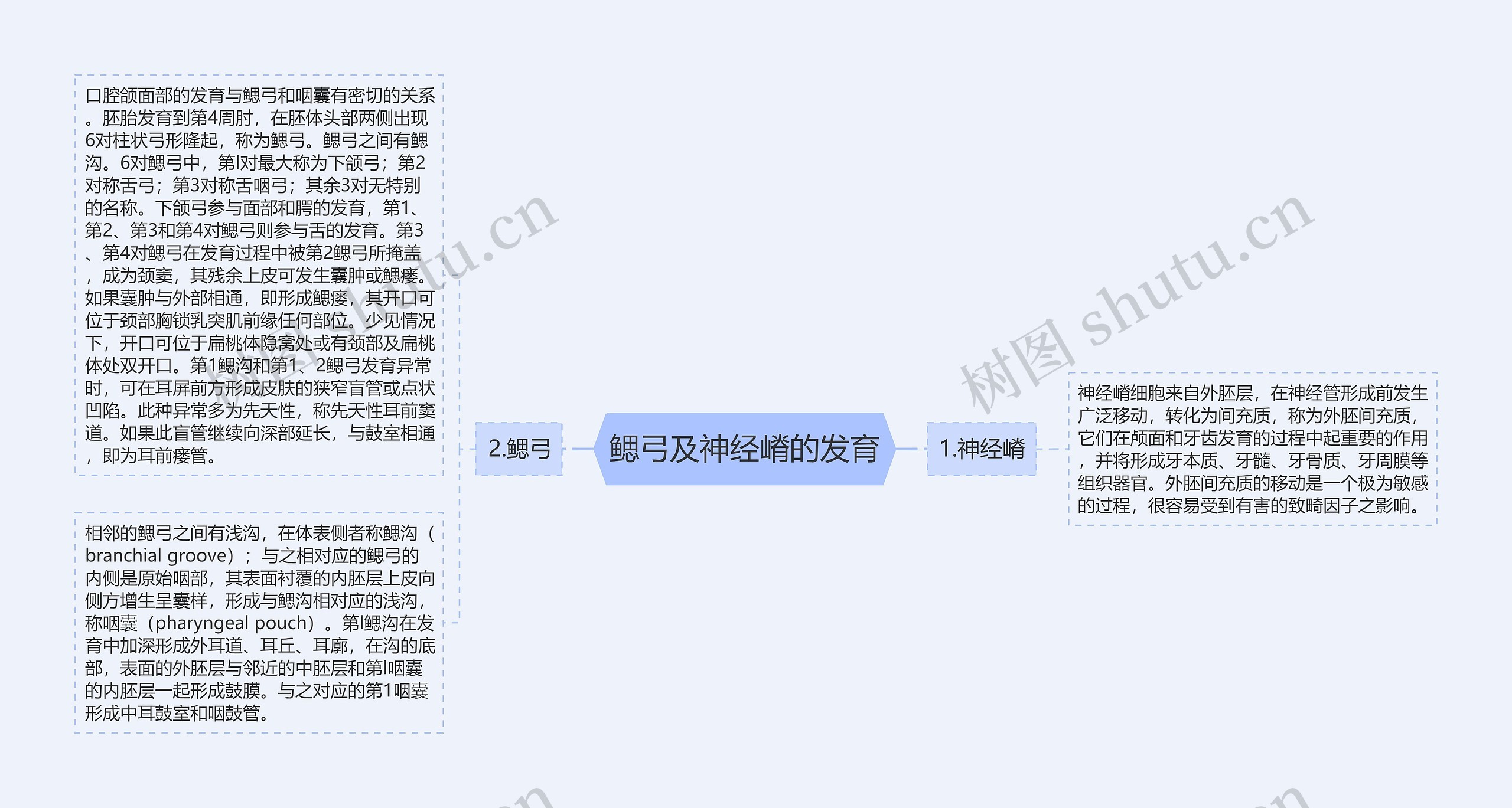 鳃弓及神经嵴的发育思维导图