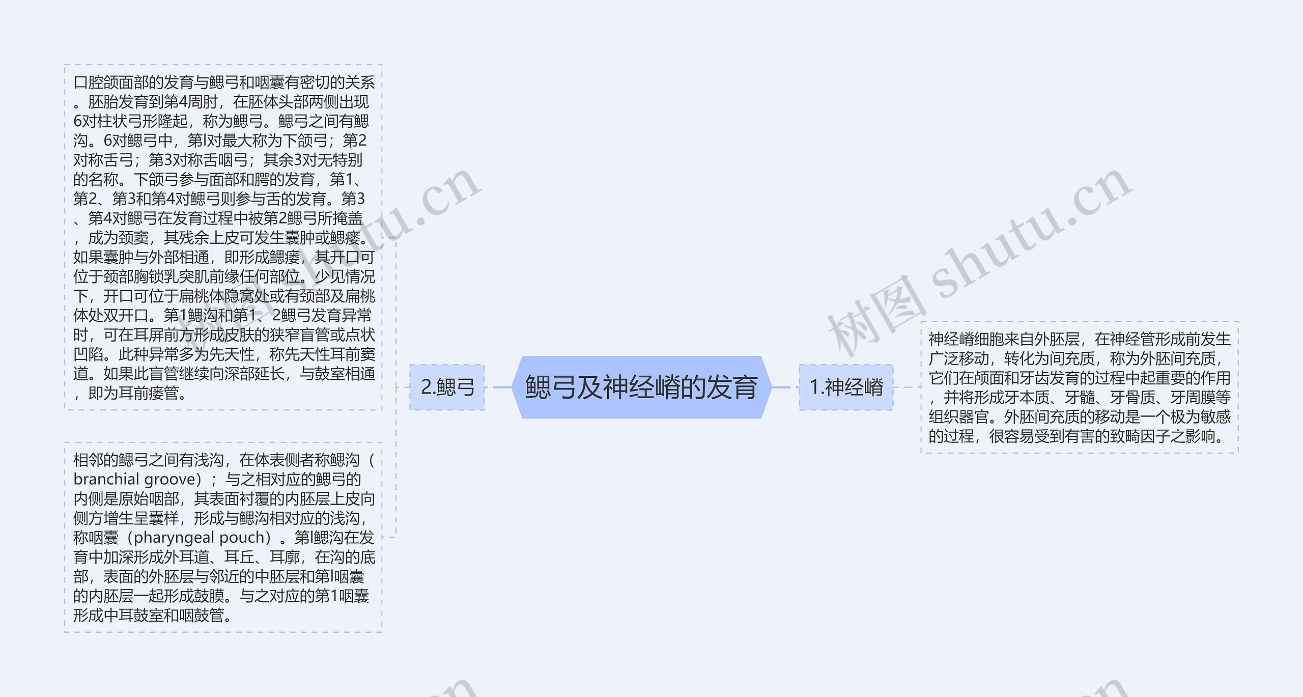 鳃弓及神经嵴的发育 鳃弓及神经嵴的发育