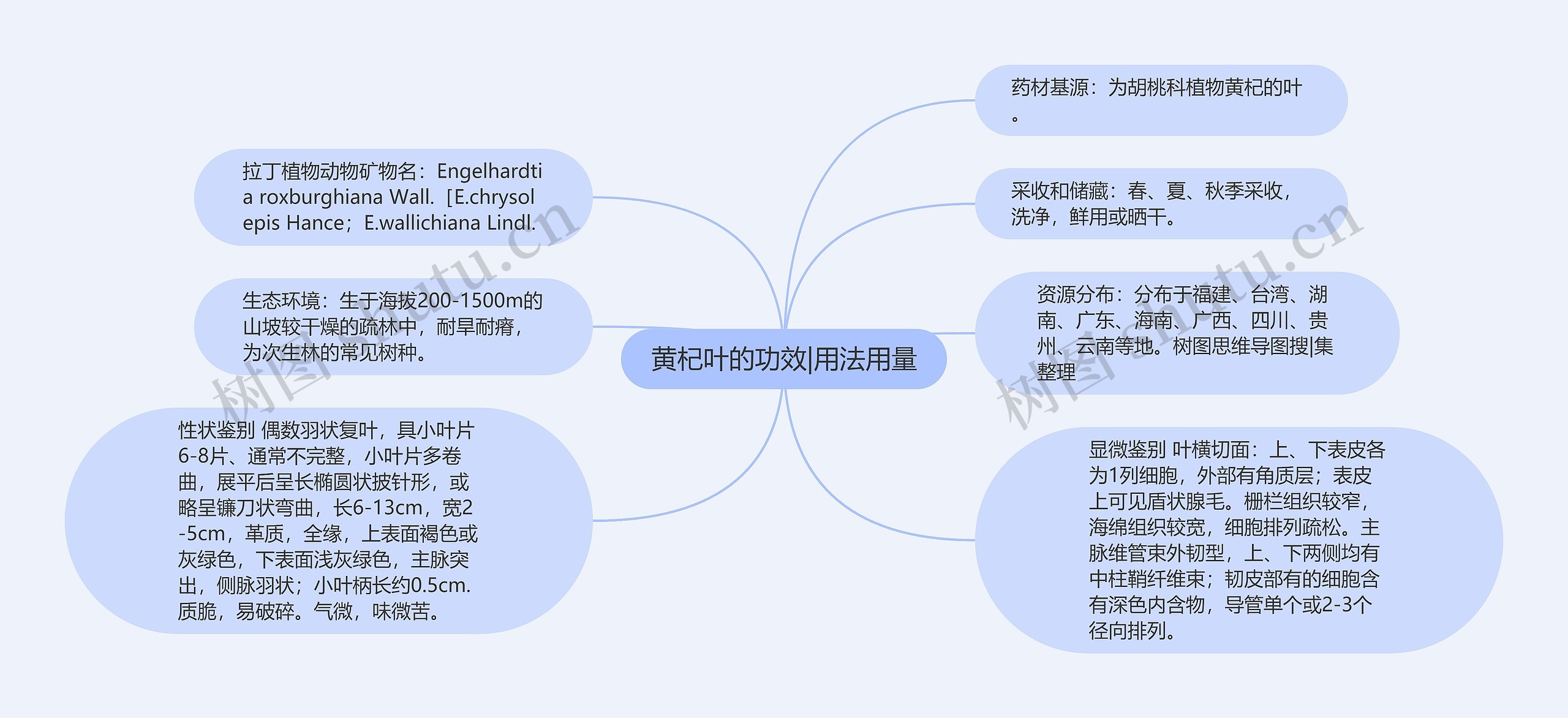 黄杞叶的功效|用法用量思维导图