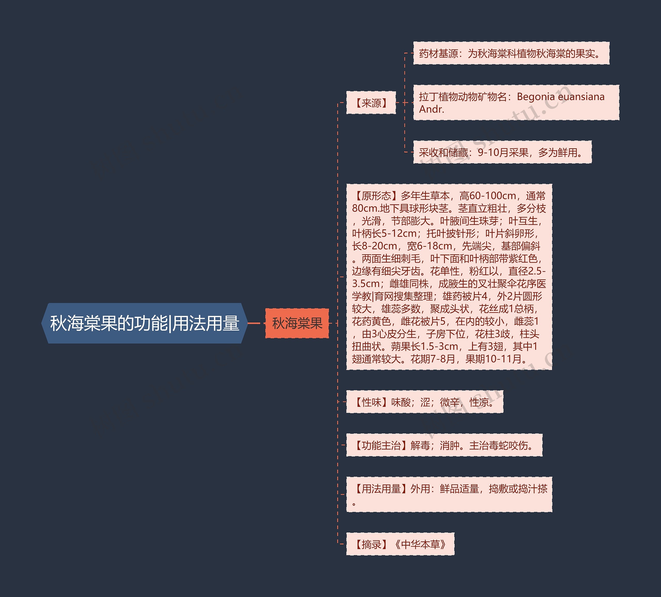 秋海棠果的功能|用法用量 秋海棠果的功能|用法用量