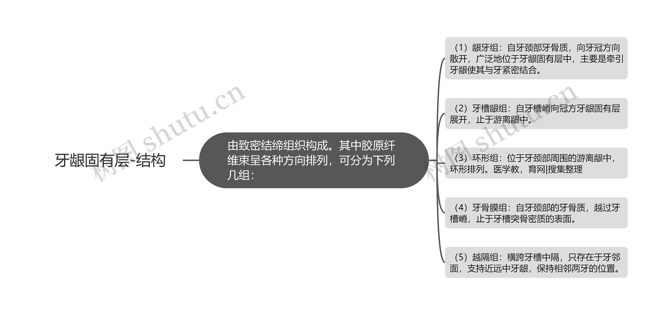 牙龈固有层-结构思维导图