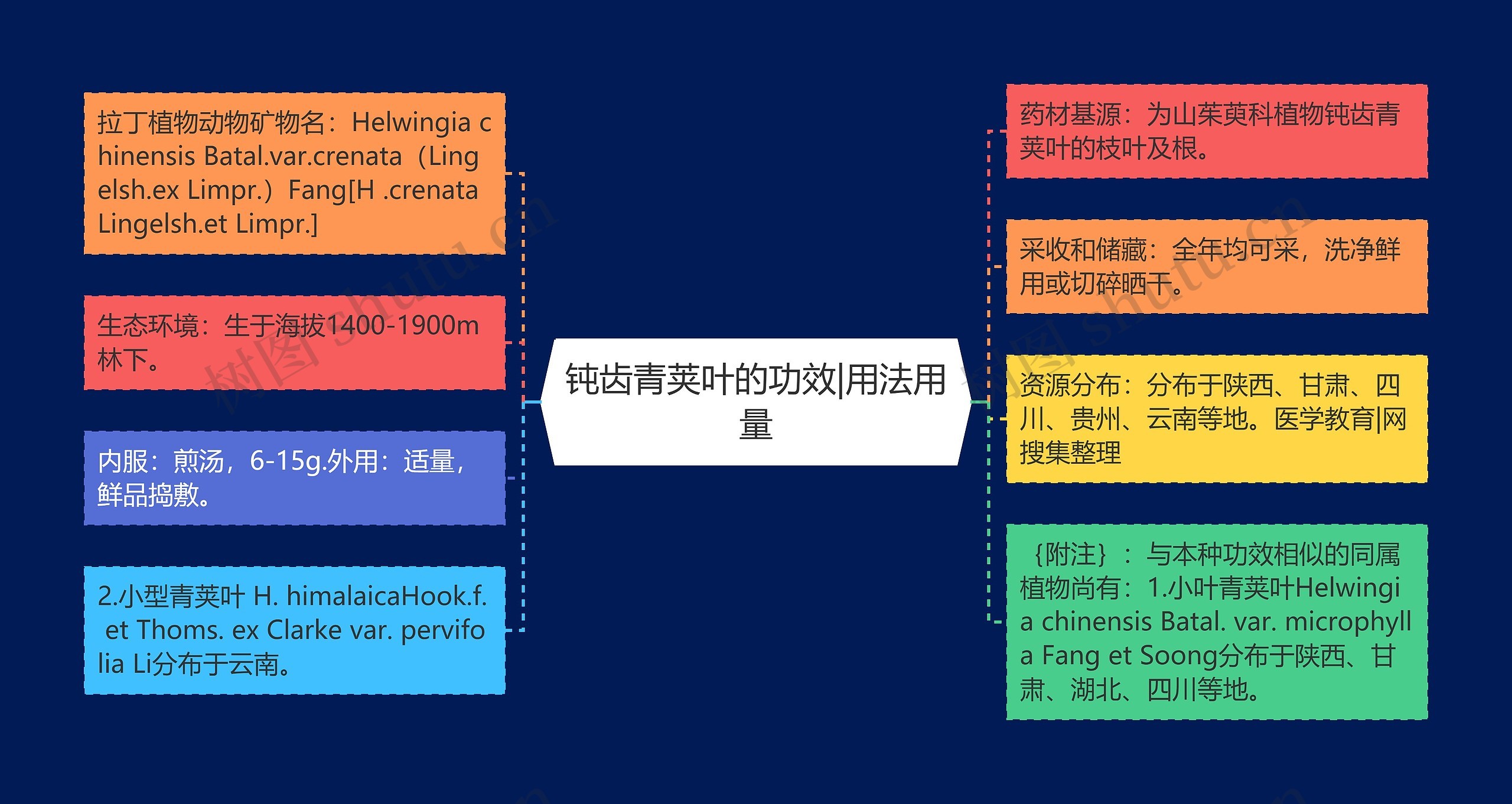 钝齿青荚叶的功效|用法用量思维导图