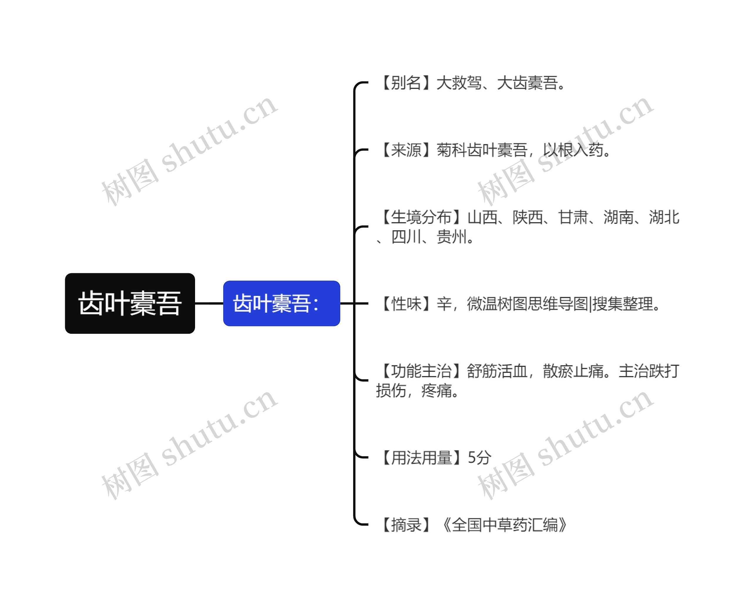 齿叶橐吾