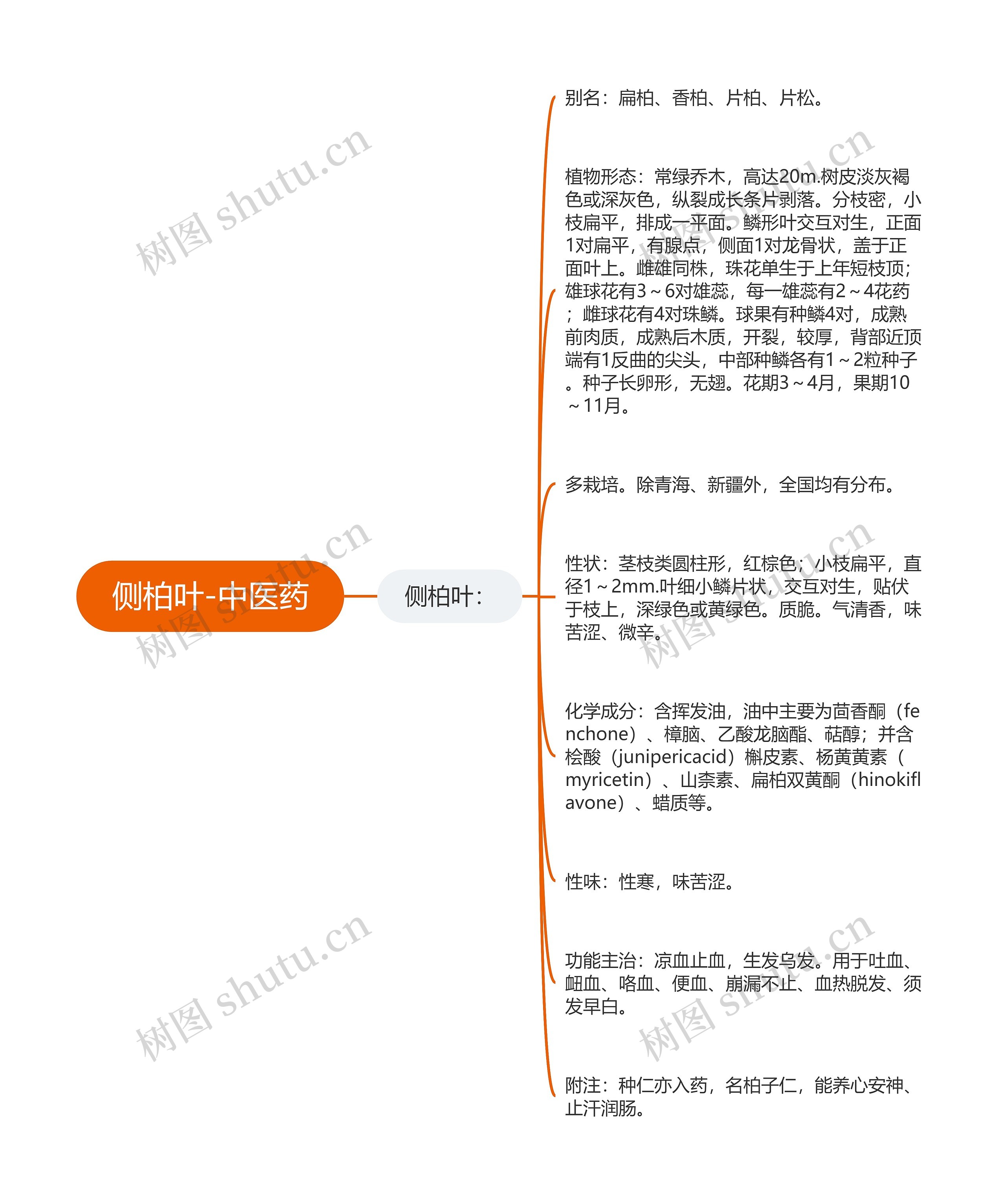 侧柏叶-中医药思维导图