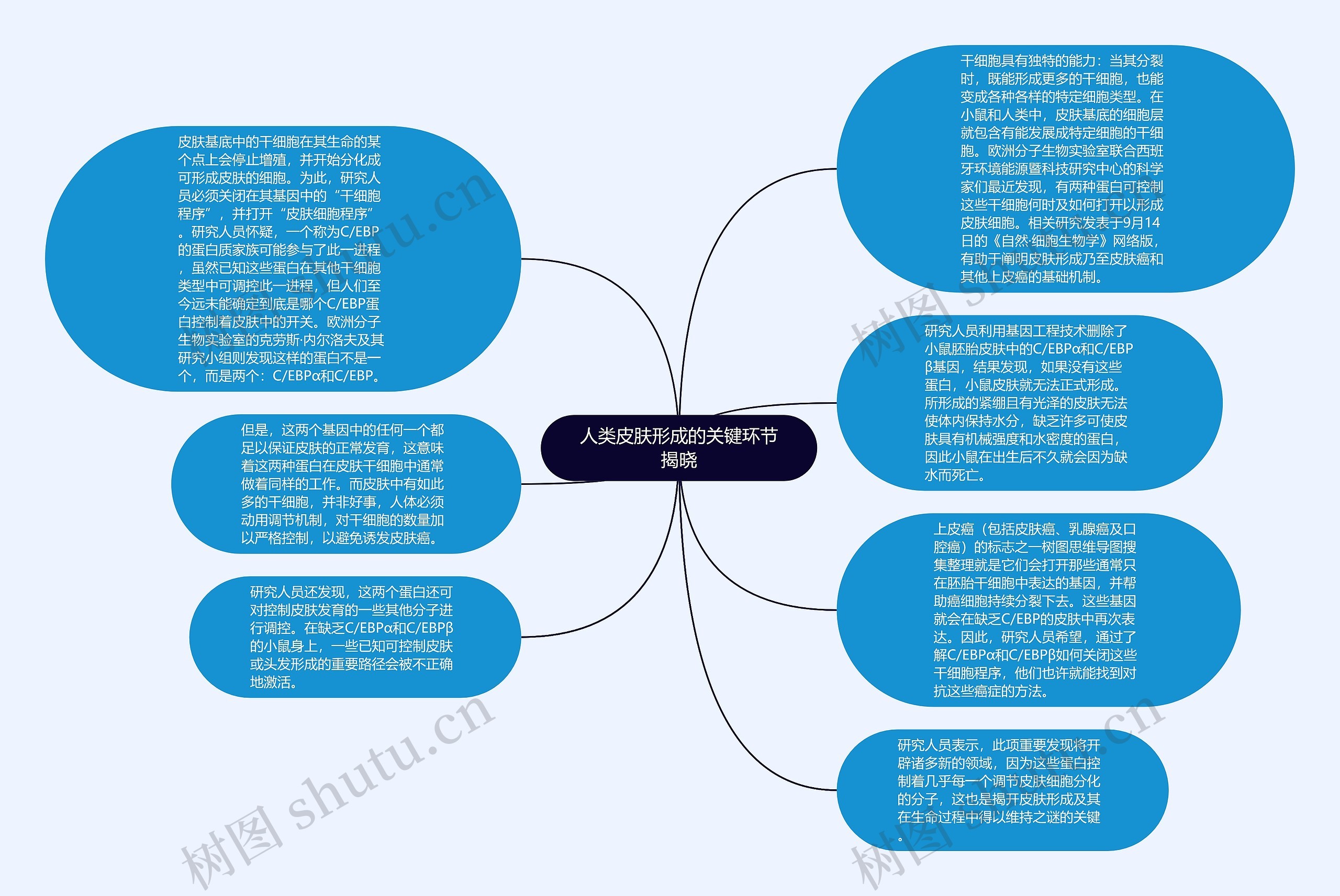 人类皮肤形成的关键环节揭晓思维导图