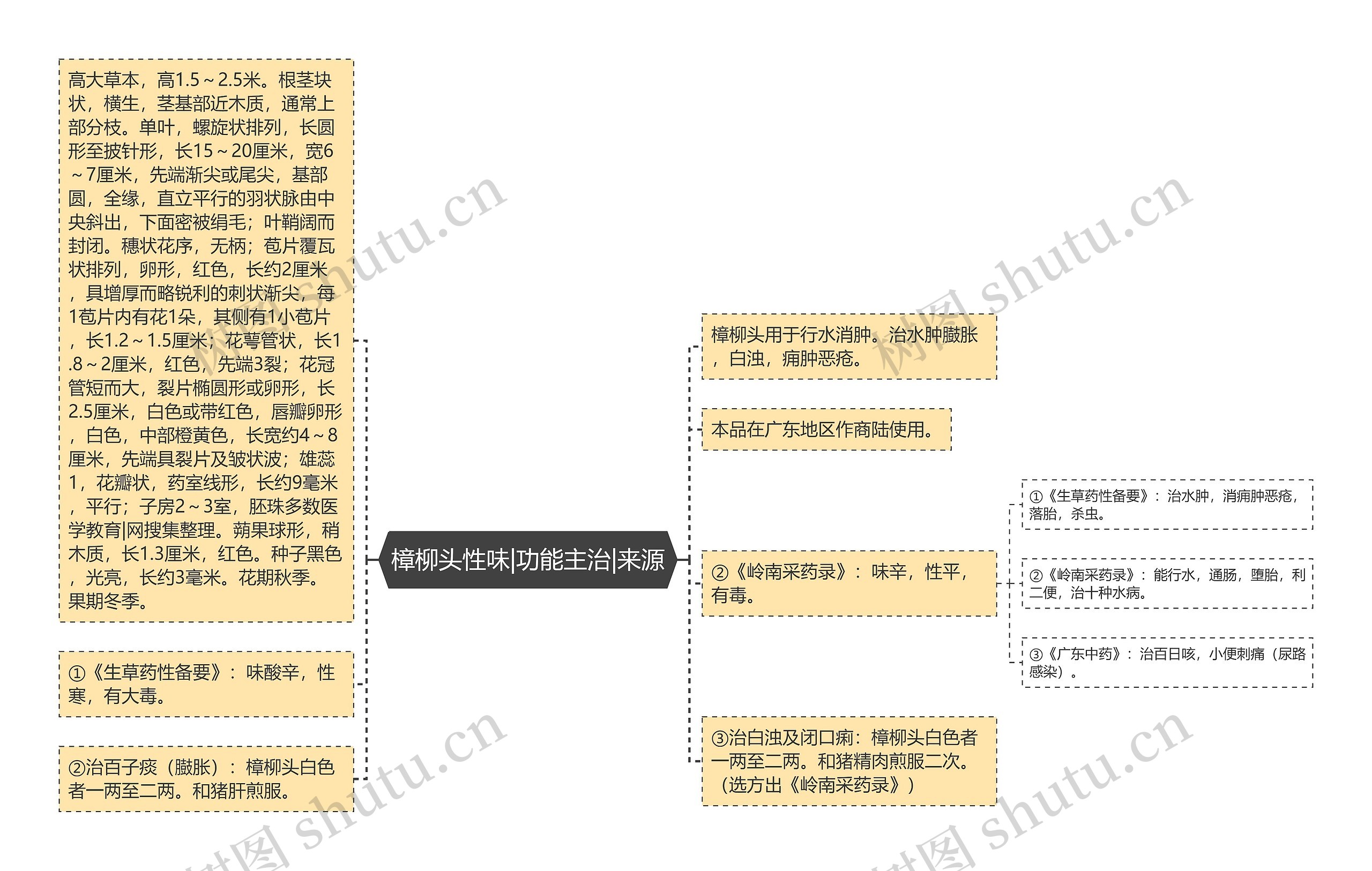 樟柳头性味|功能主治|来源思维导图