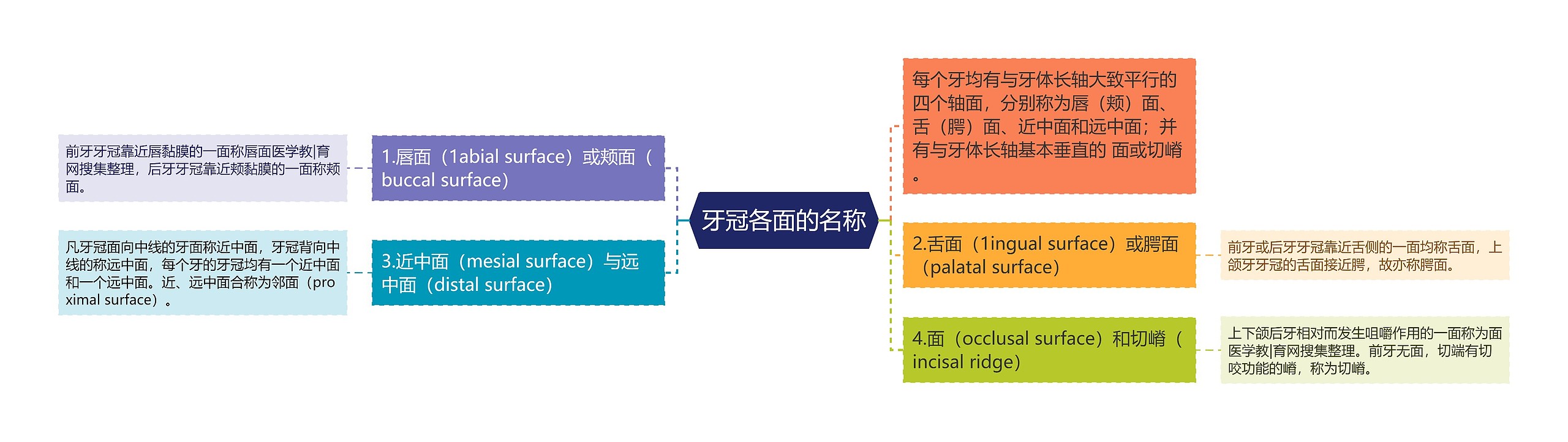 牙冠各面的名称