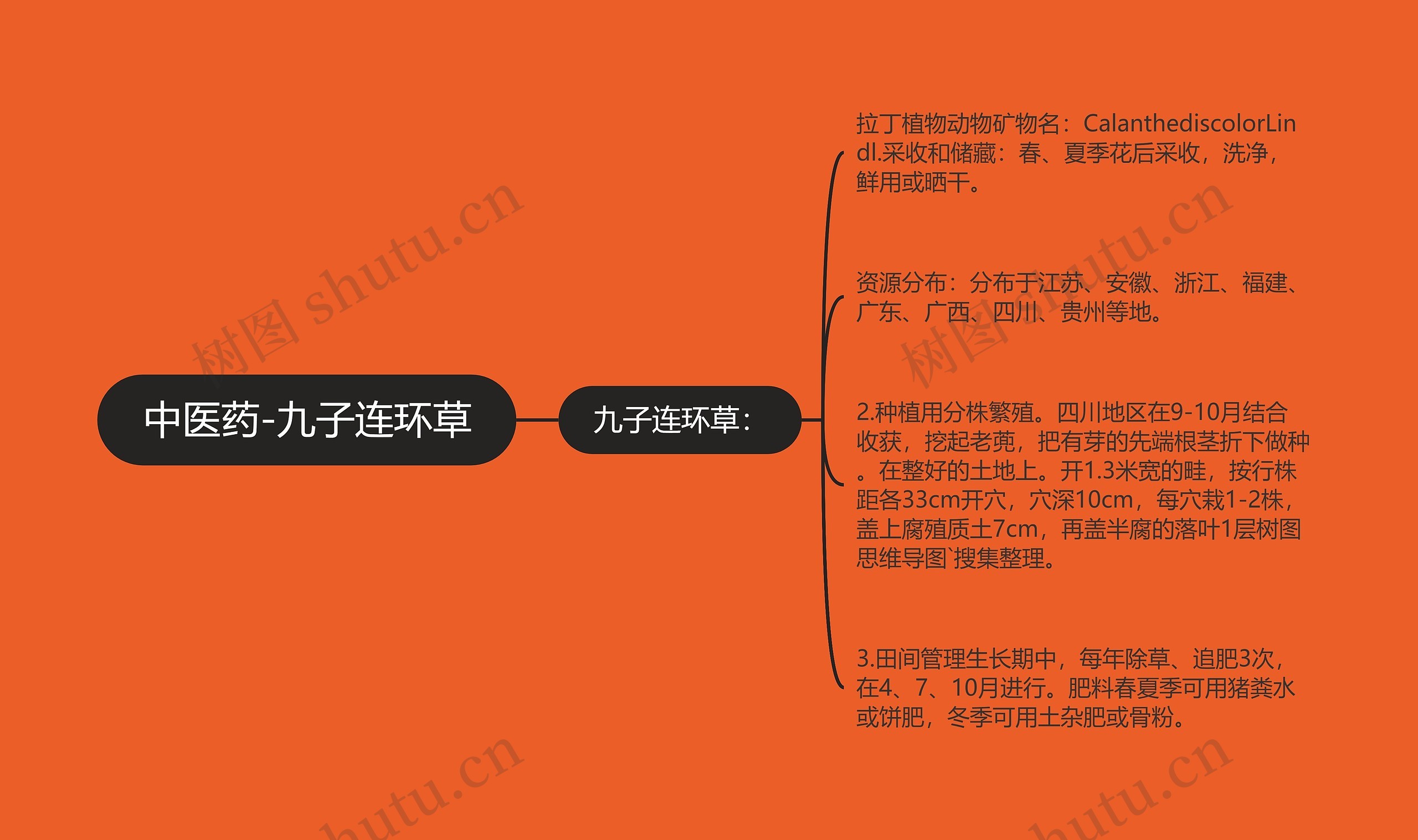 中医药-九子连环草 中医药-九子连环草