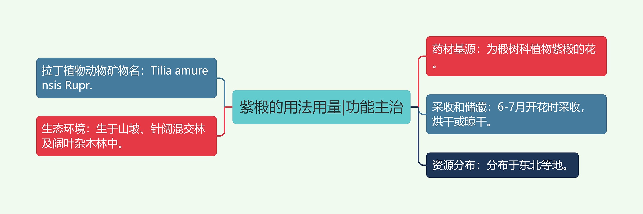 紫椴的用法用量|功能主治思维导图