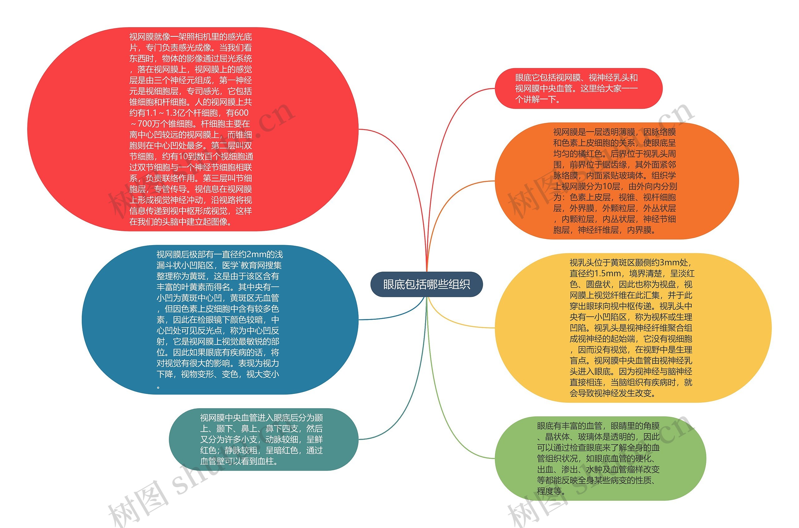 眼底包括哪些组织思维导图