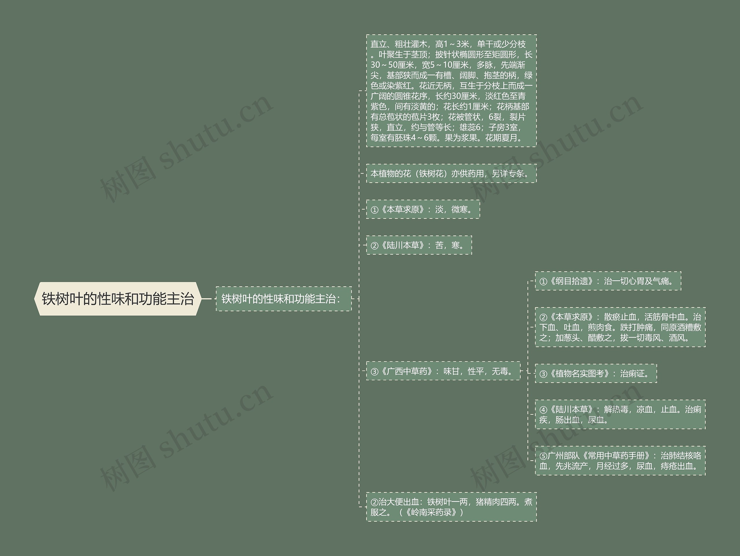 铁树叶的性味和功能主治思维导图