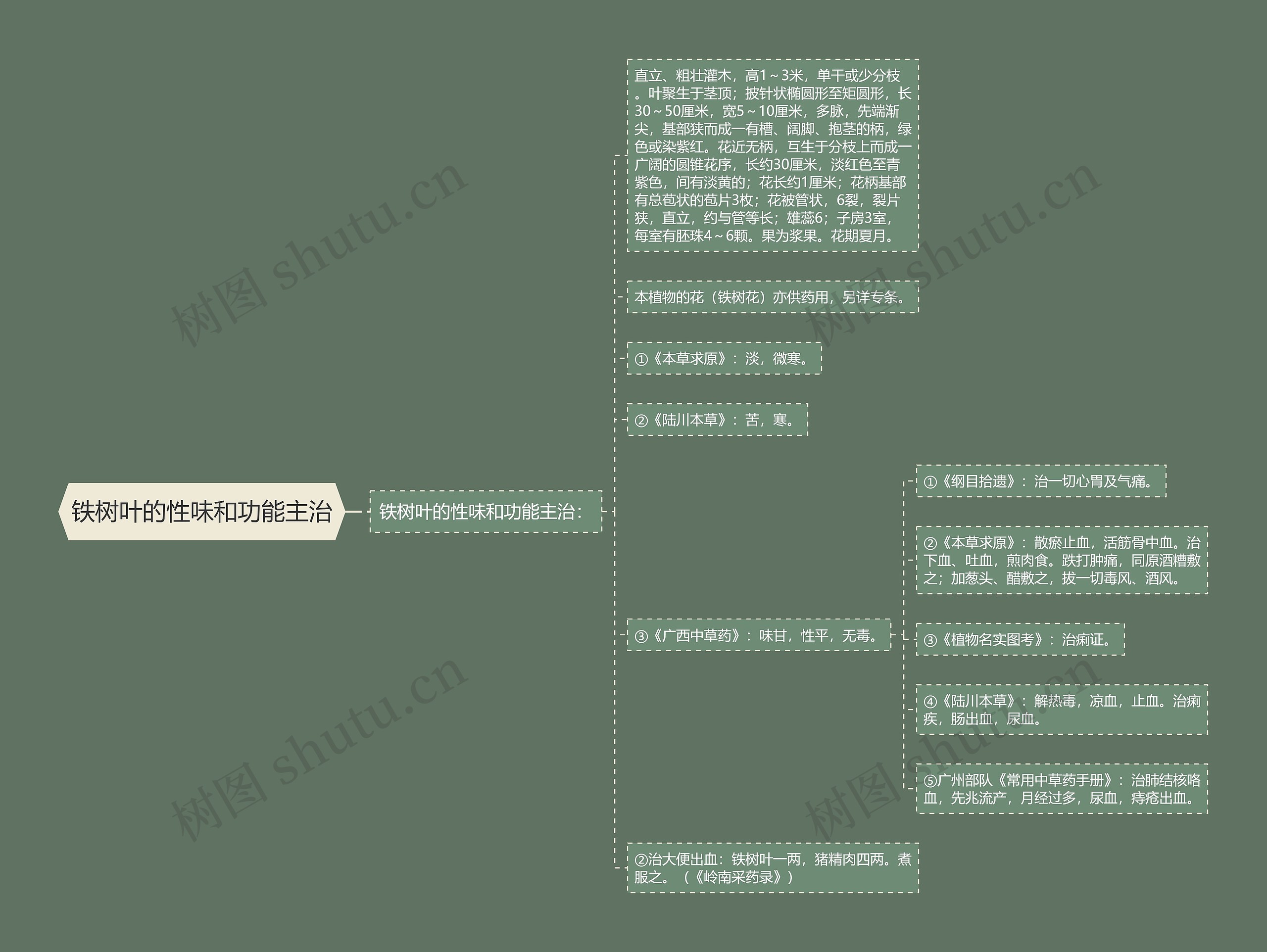 铁树叶的性味和功能主治 铁树叶的性味和功能主治