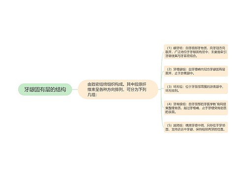 牙龈固有层的结构