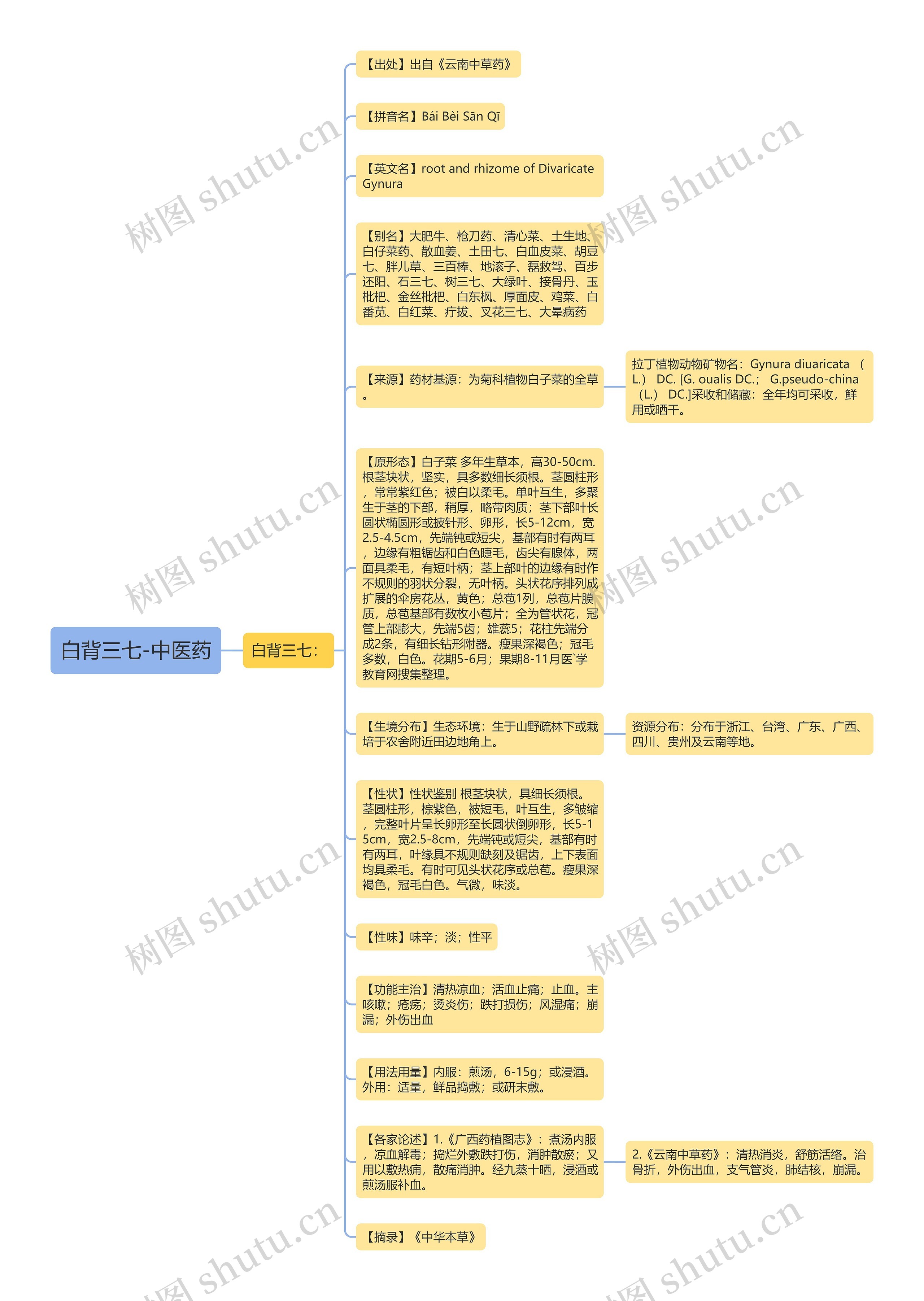 白背三七-中医药思维导图