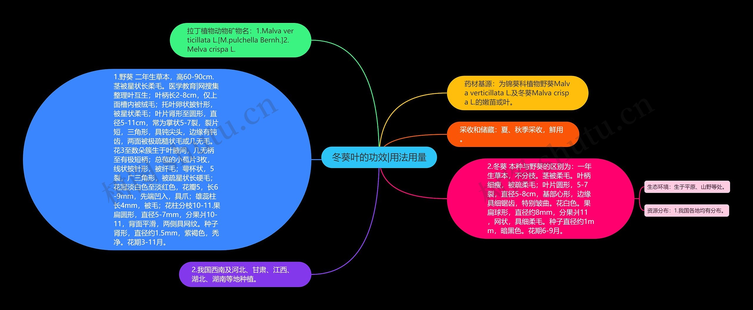 冬葵叶的功效|用法用量思维导图