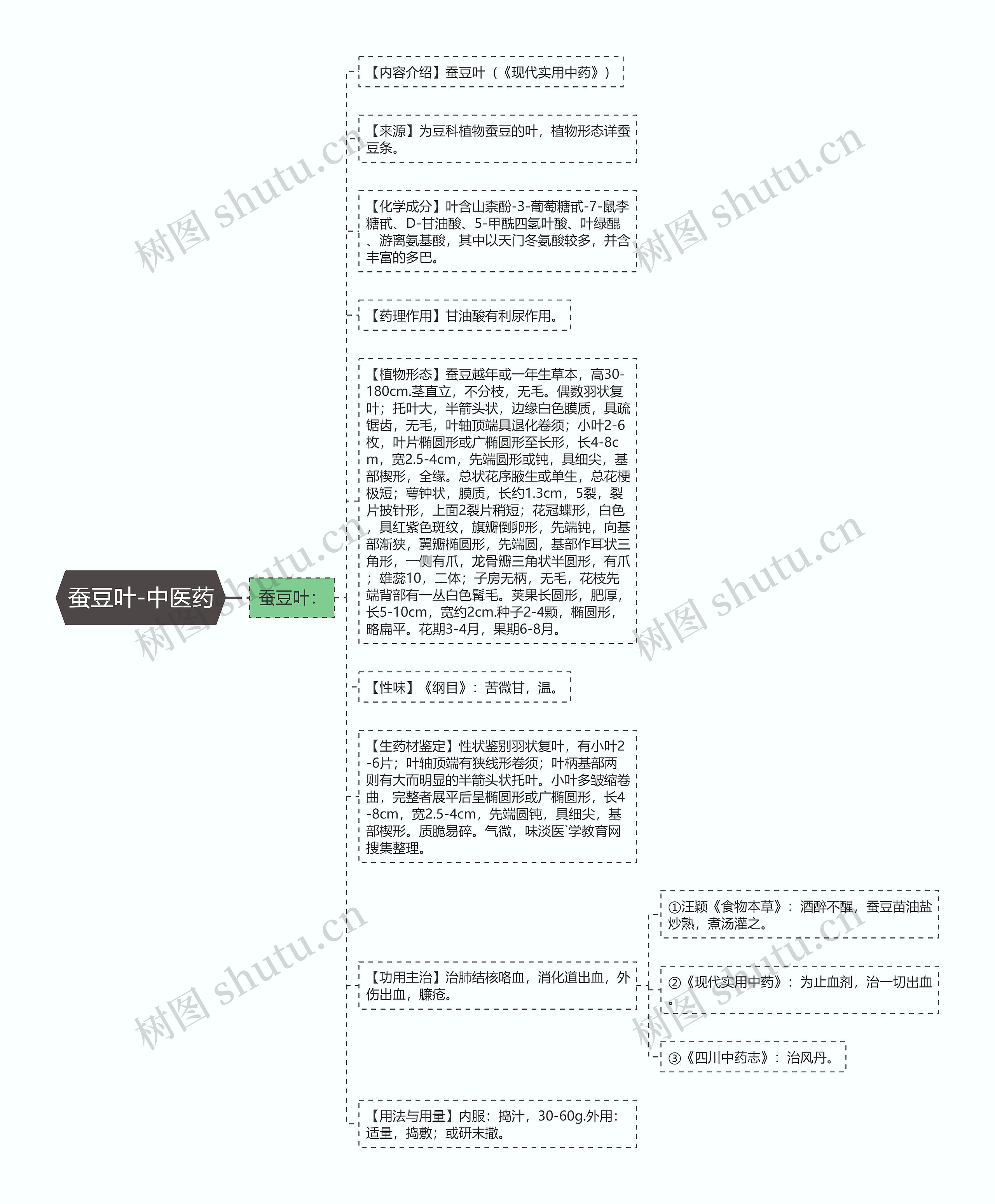 蚕豆叶-中医药思维导图