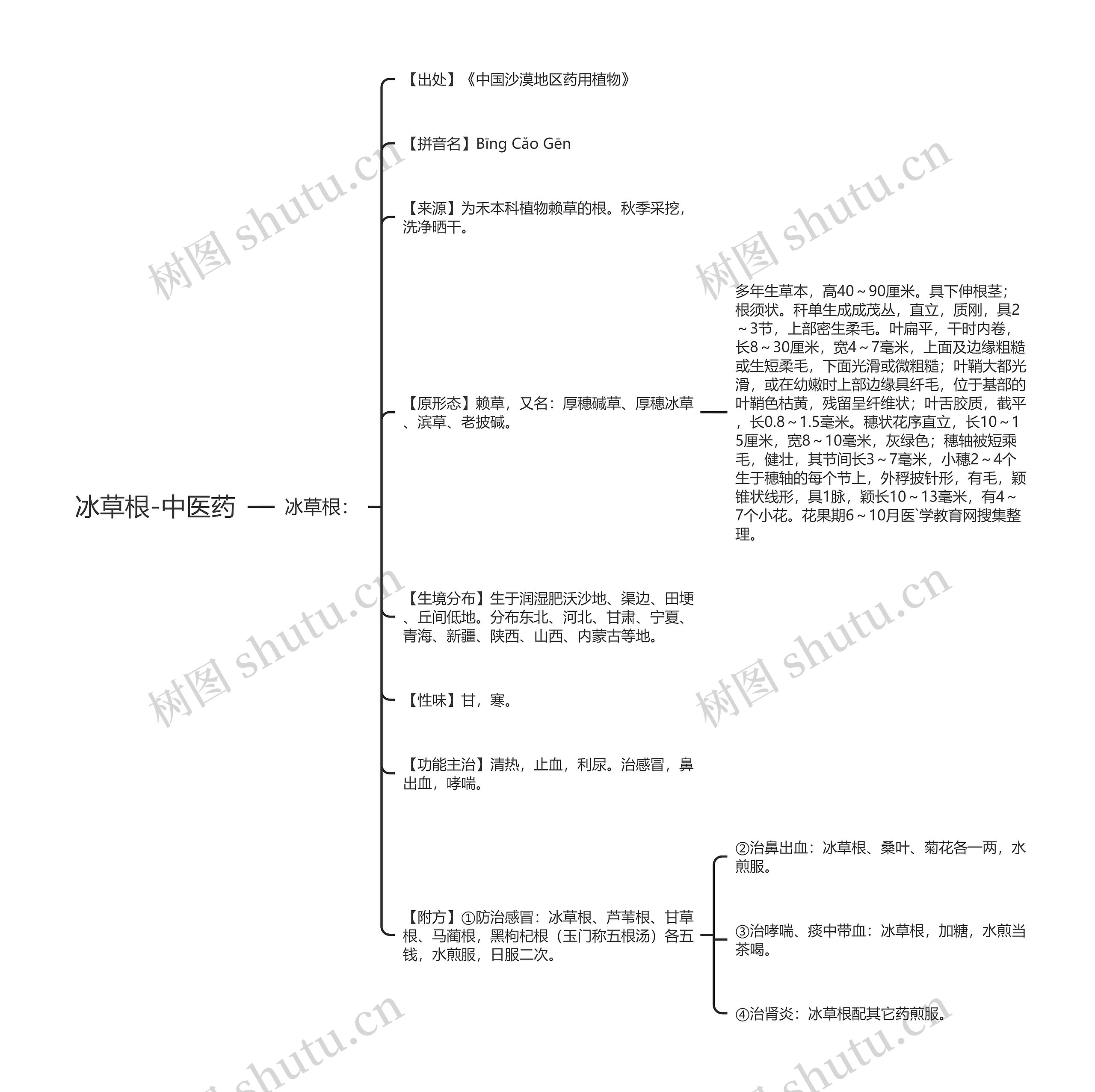 冰草根-中医药 冰草根-中医药