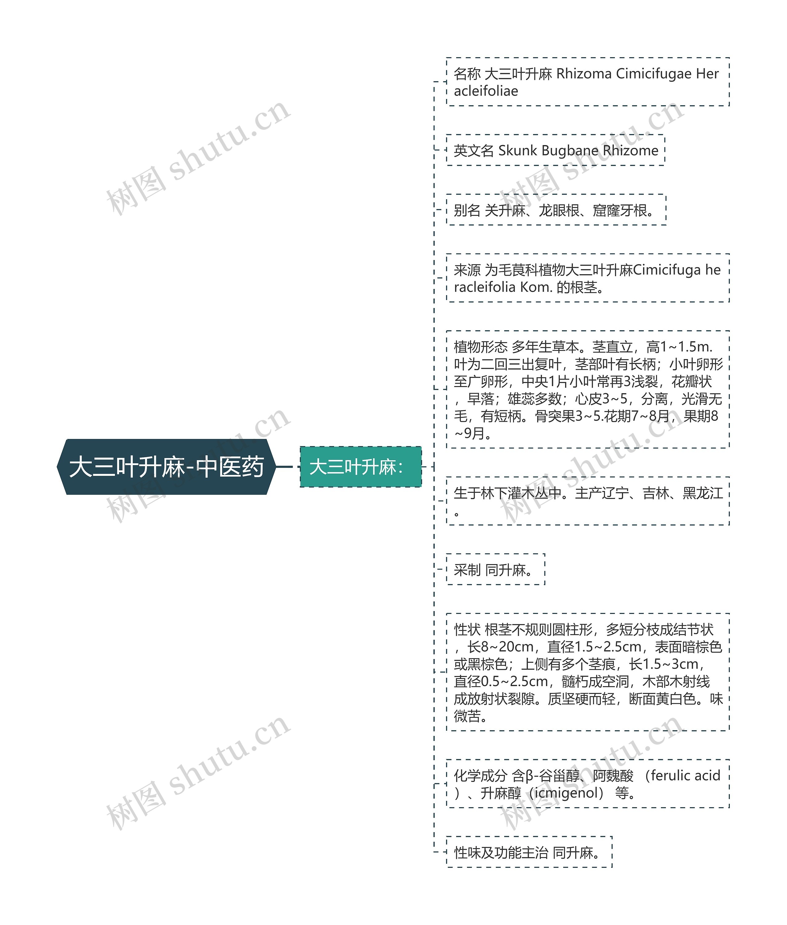 大三叶升麻-中医药思维导图