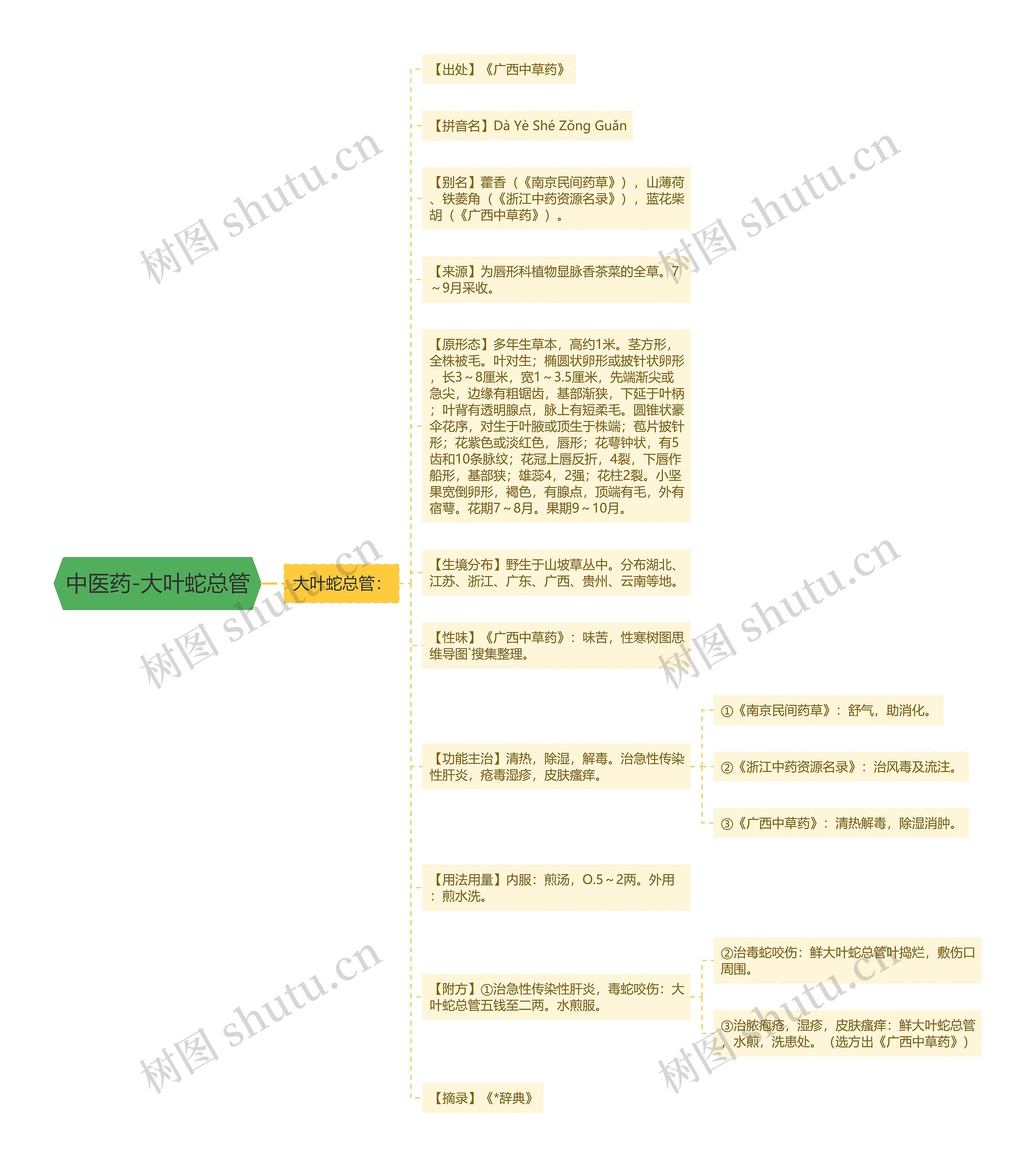 中医药-大叶蛇总管 中医药-大叶蛇总管