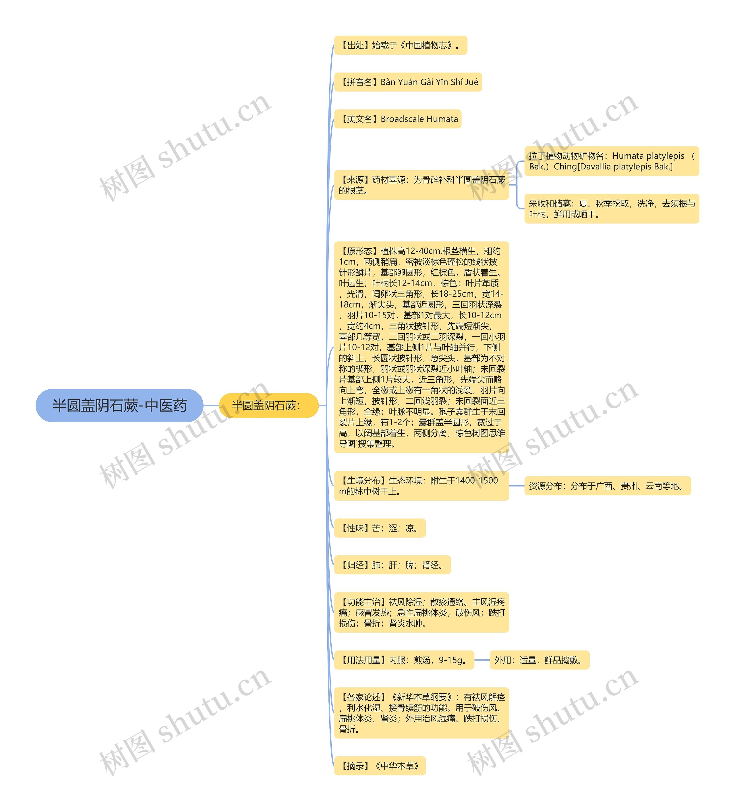 半圆盖阴石蕨-中医药思维导图