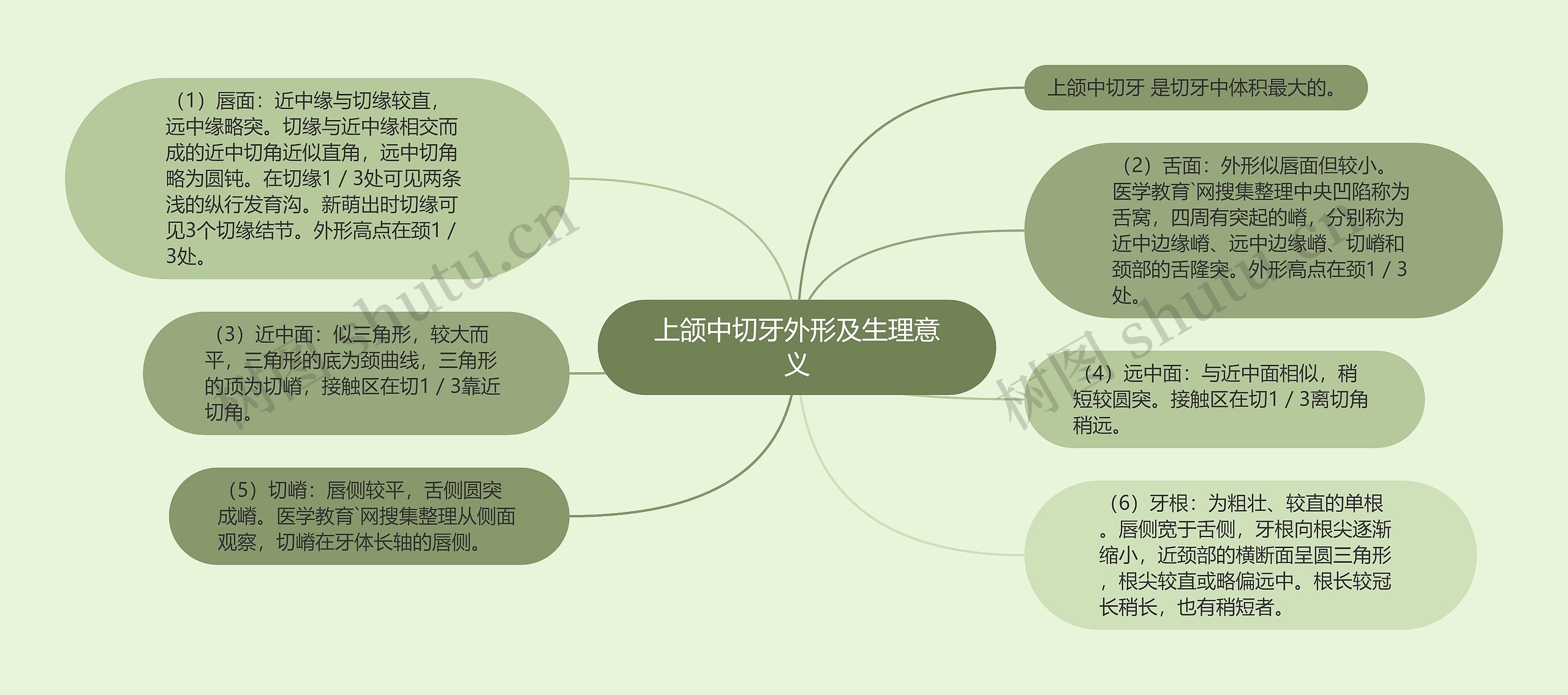 上颌中切牙外形及生理意义