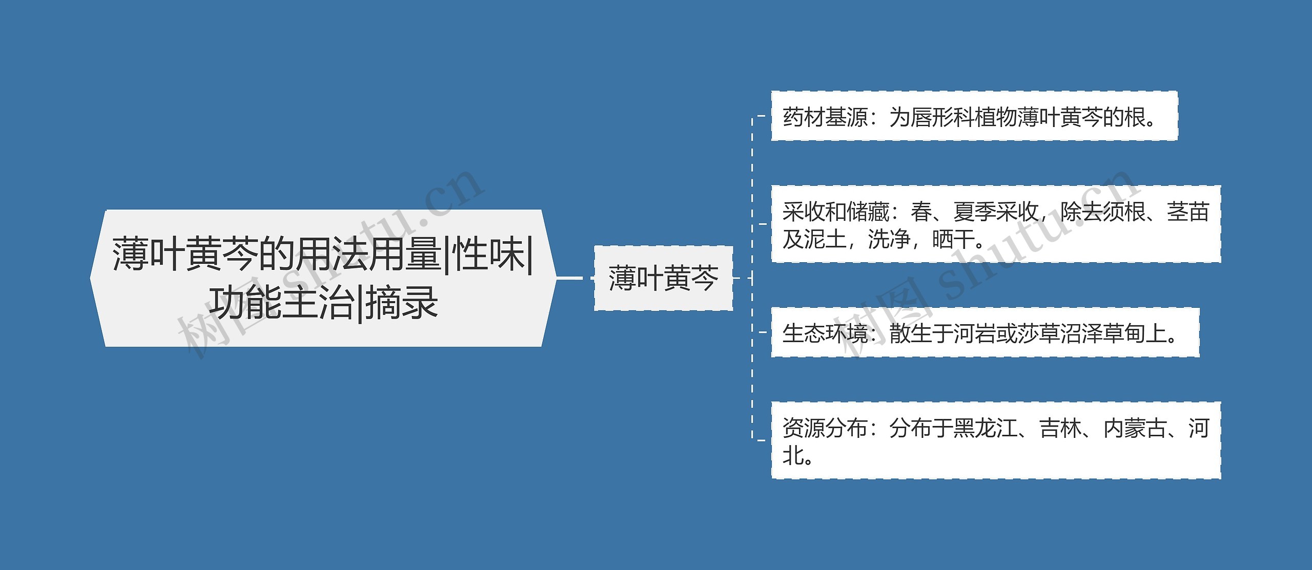 薄叶黄芩的用法用量|性味|功能主治|摘录