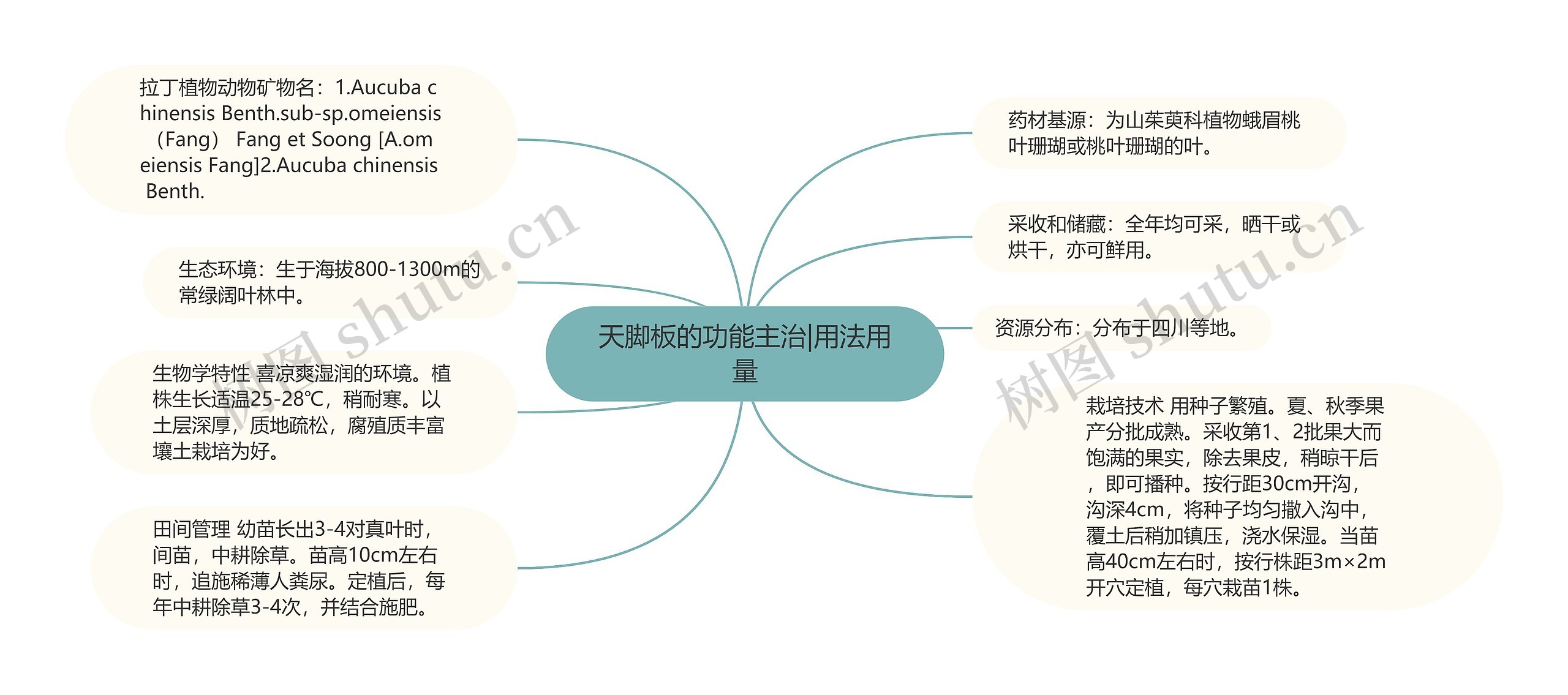 天脚板的功能主治|用法用量思维导图