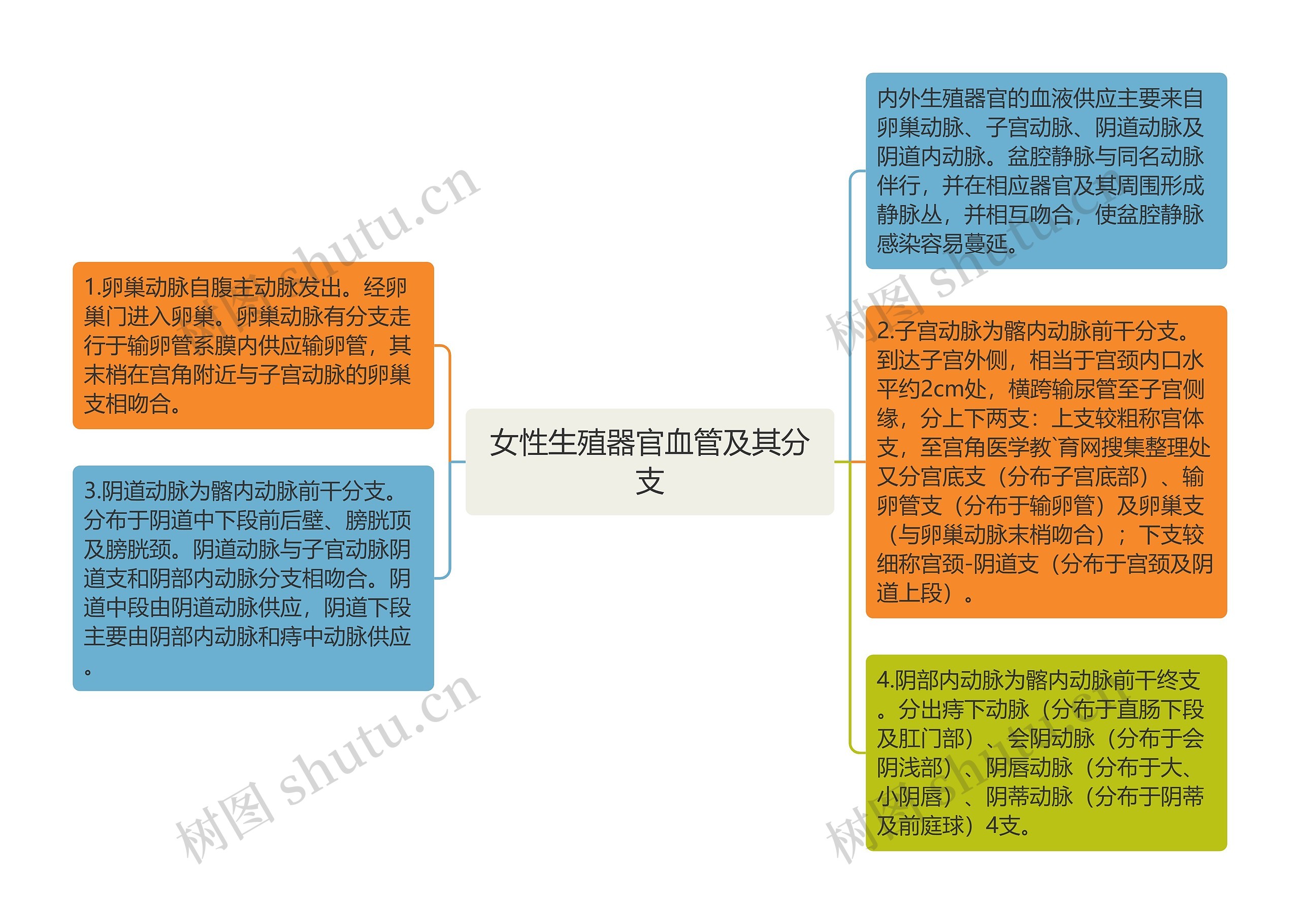 女性生殖器官血管及其分支 女性生殖器官血管及其分支