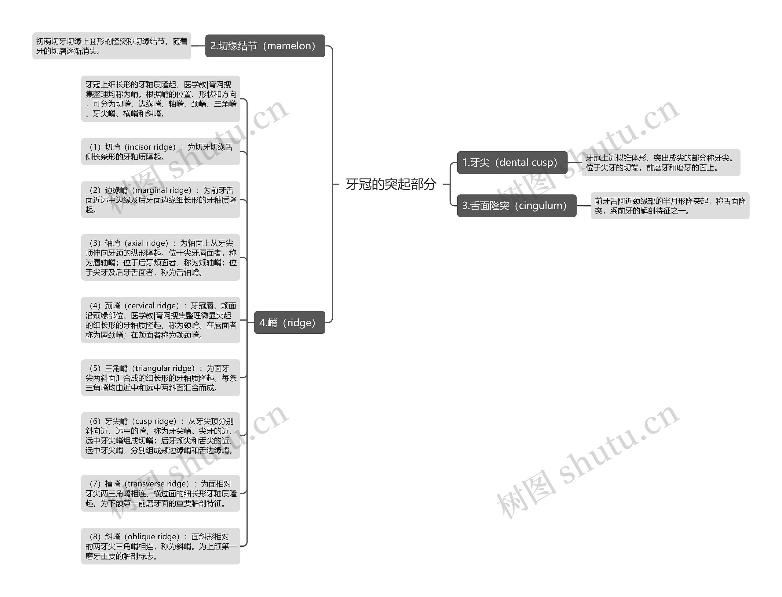 牙冠的突起部分思维导图