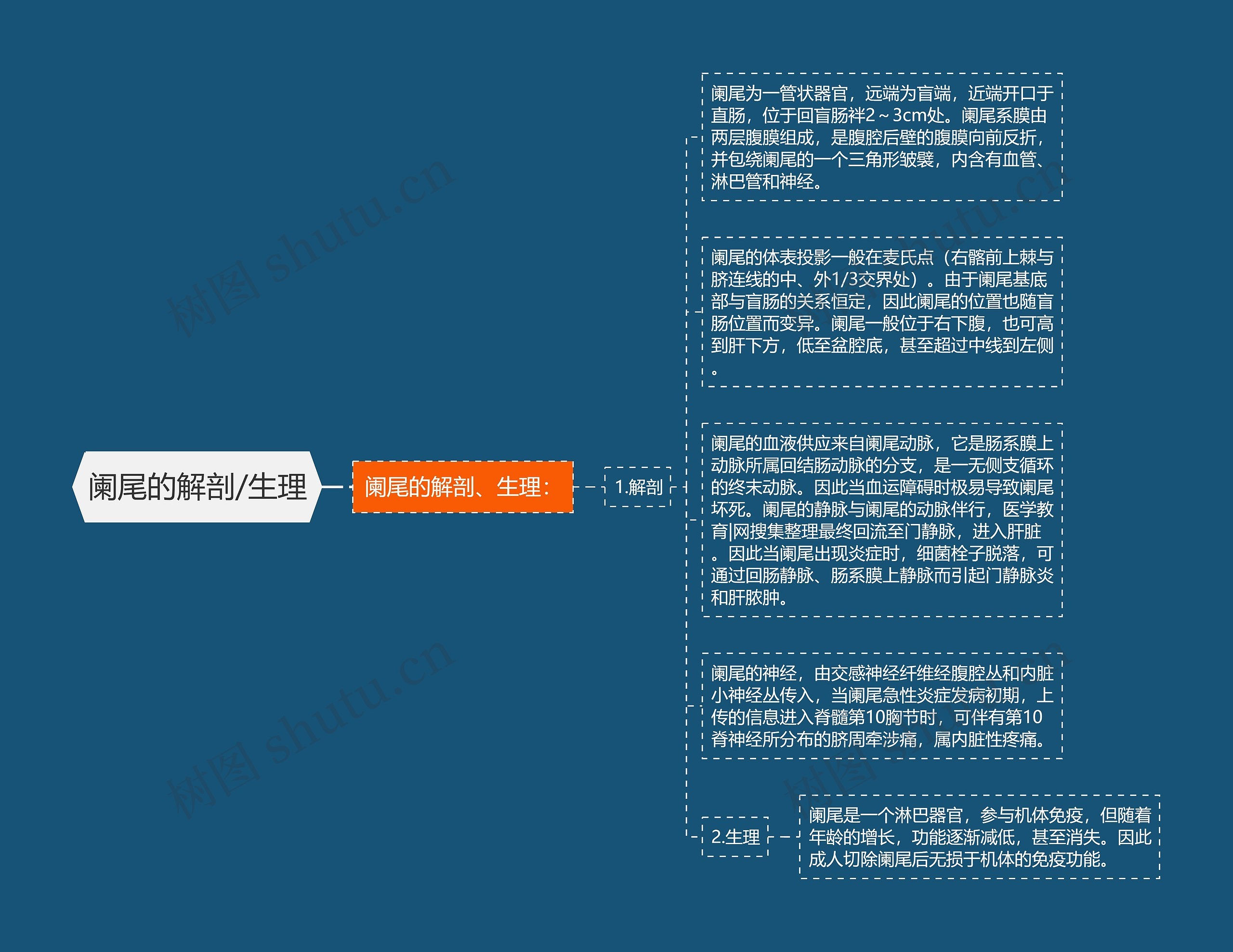 阑尾的解剖/生理思维导图