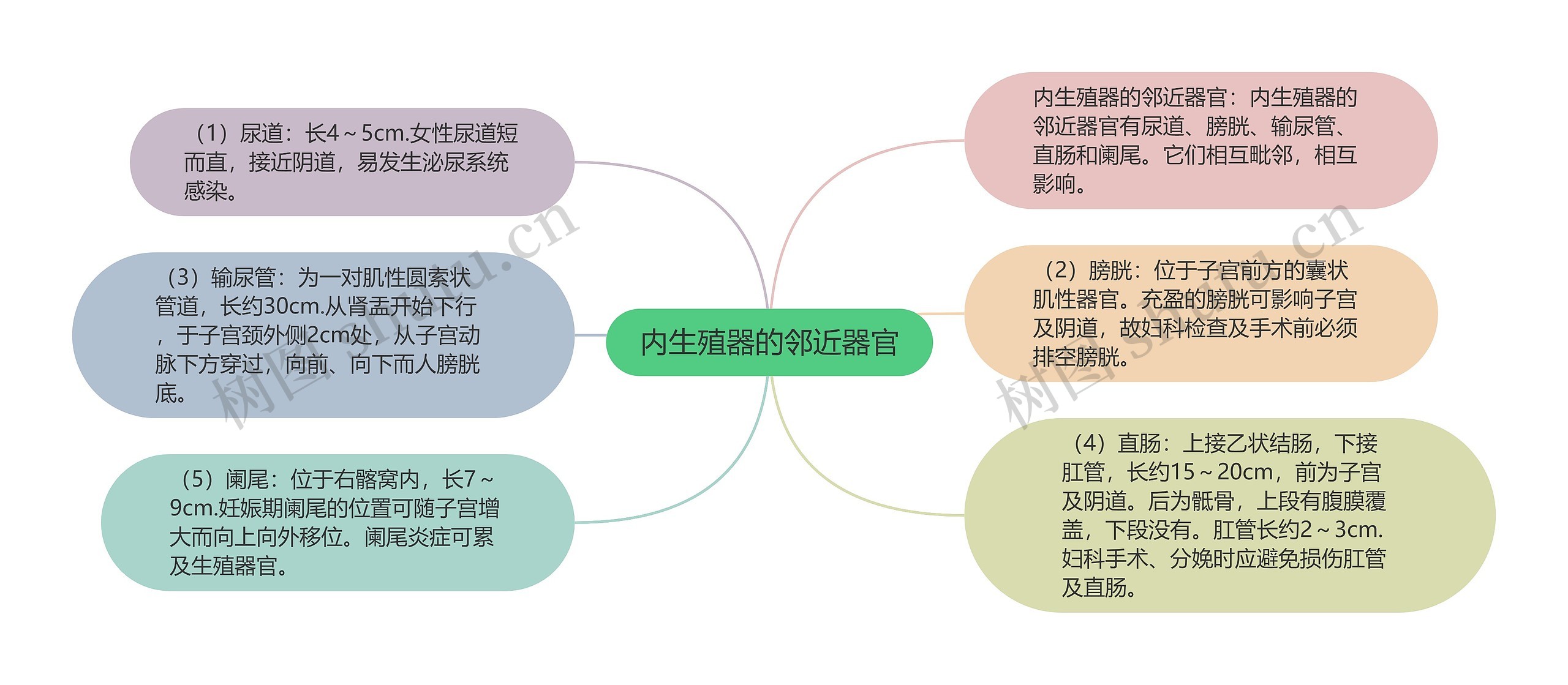 内生殖器的邻近器官思维导图