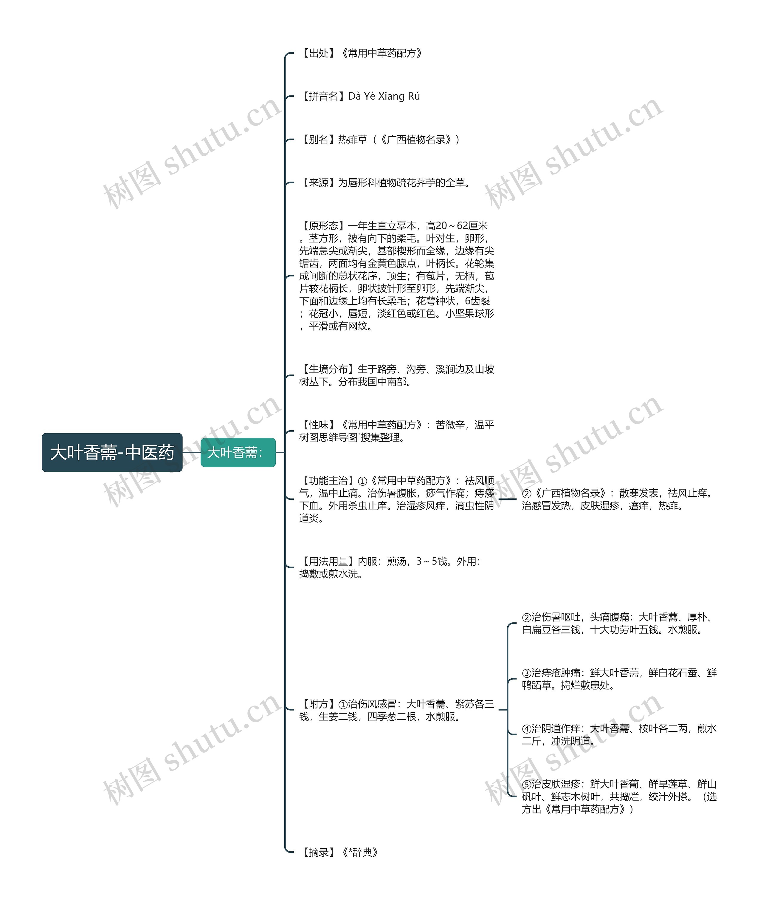 大叶香薷-中医药思维导图