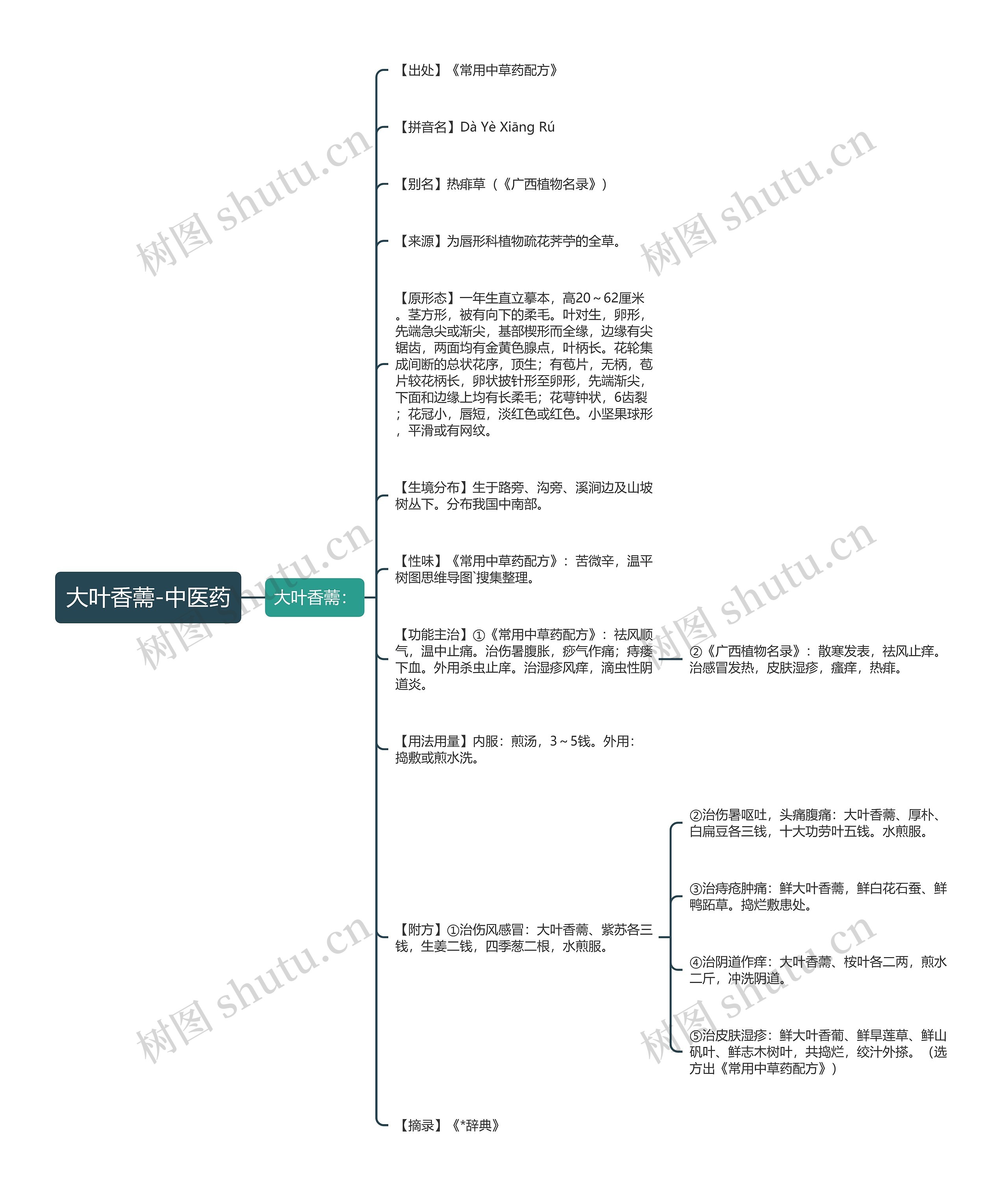 大叶香薷-中医药 大叶香薷-中医药