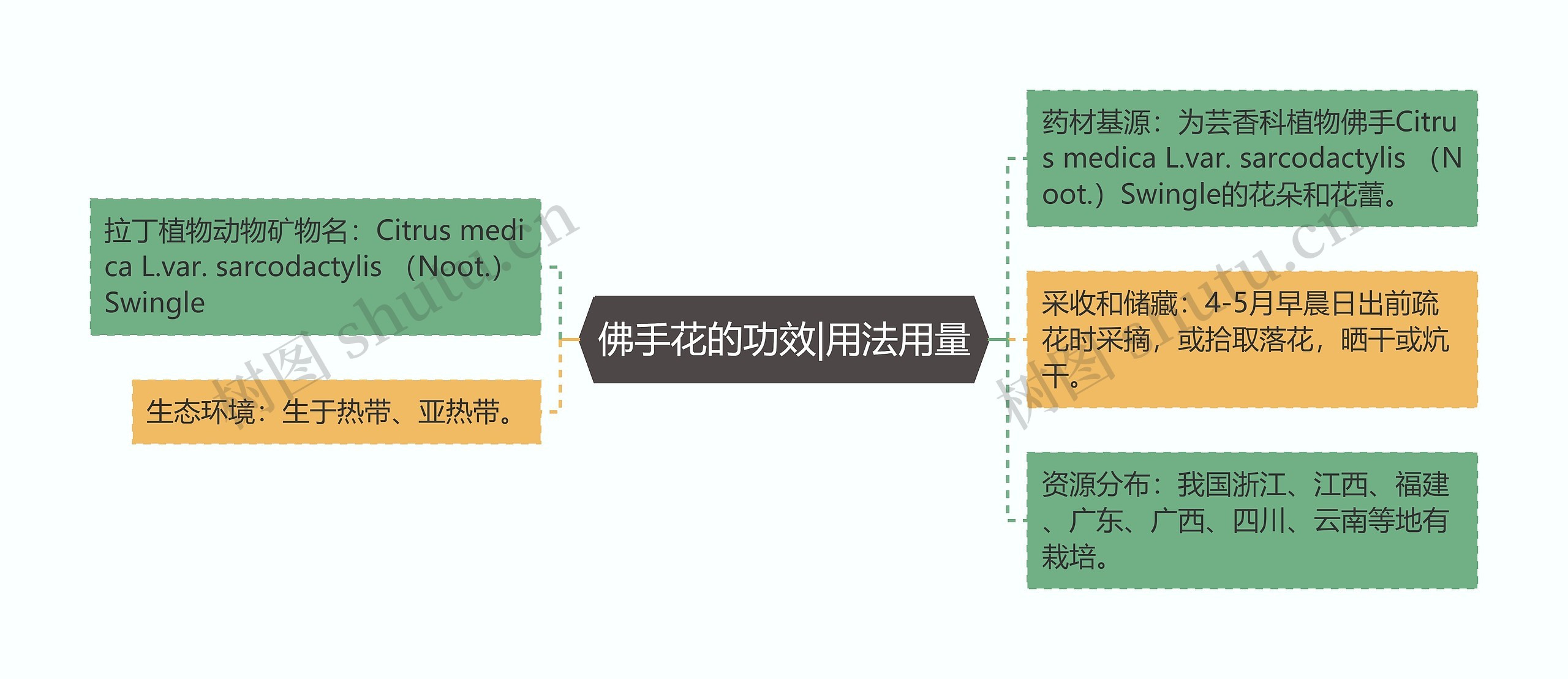 佛手花的功效|用法用量思维导图