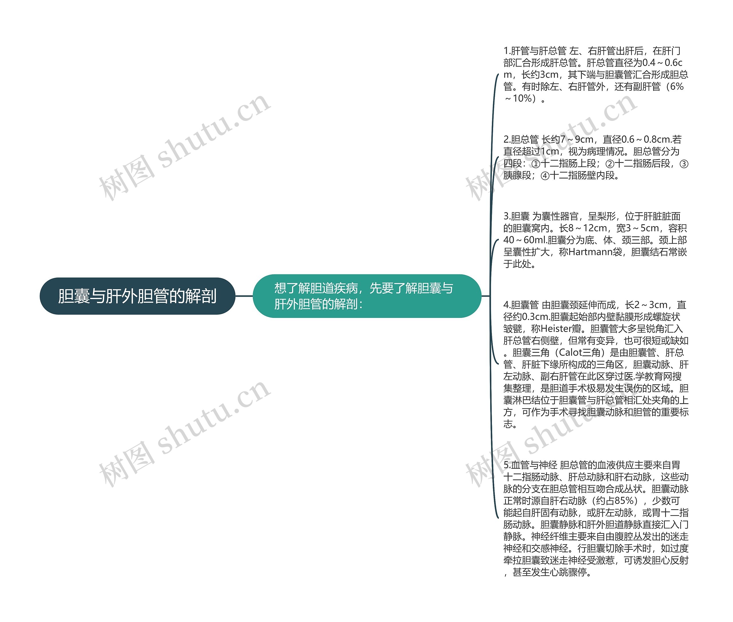 胆囊与肝外胆管的解剖