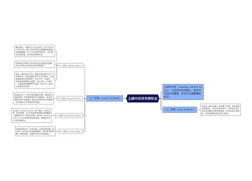 上颌中切牙外部形态