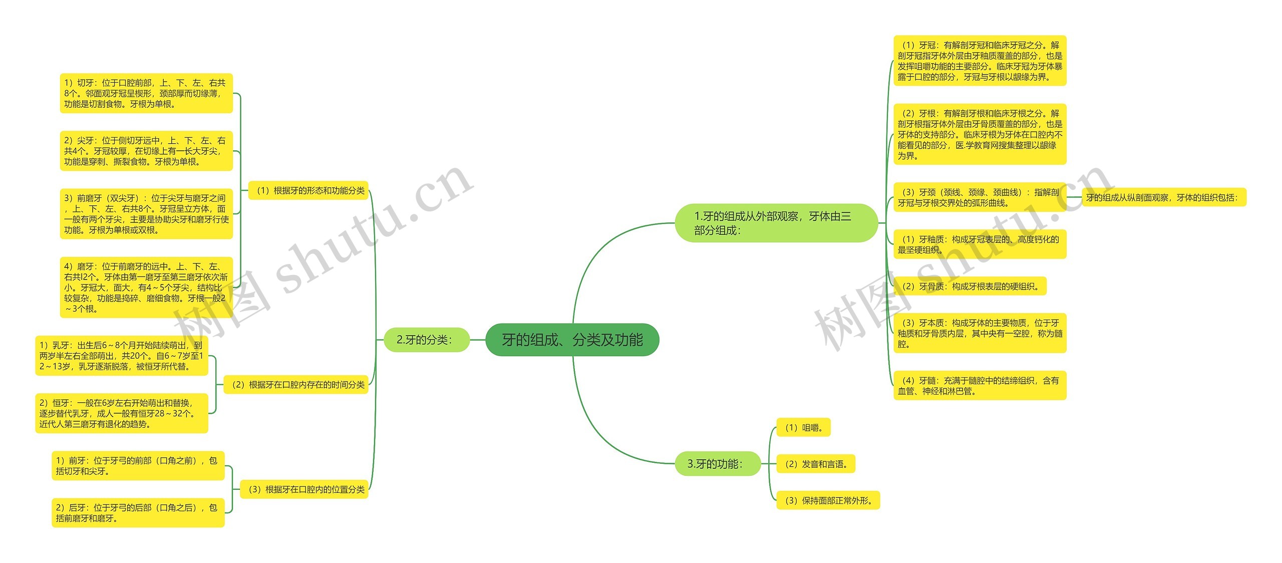 牙的组成、分类及功能 牙的组成、分类及功能