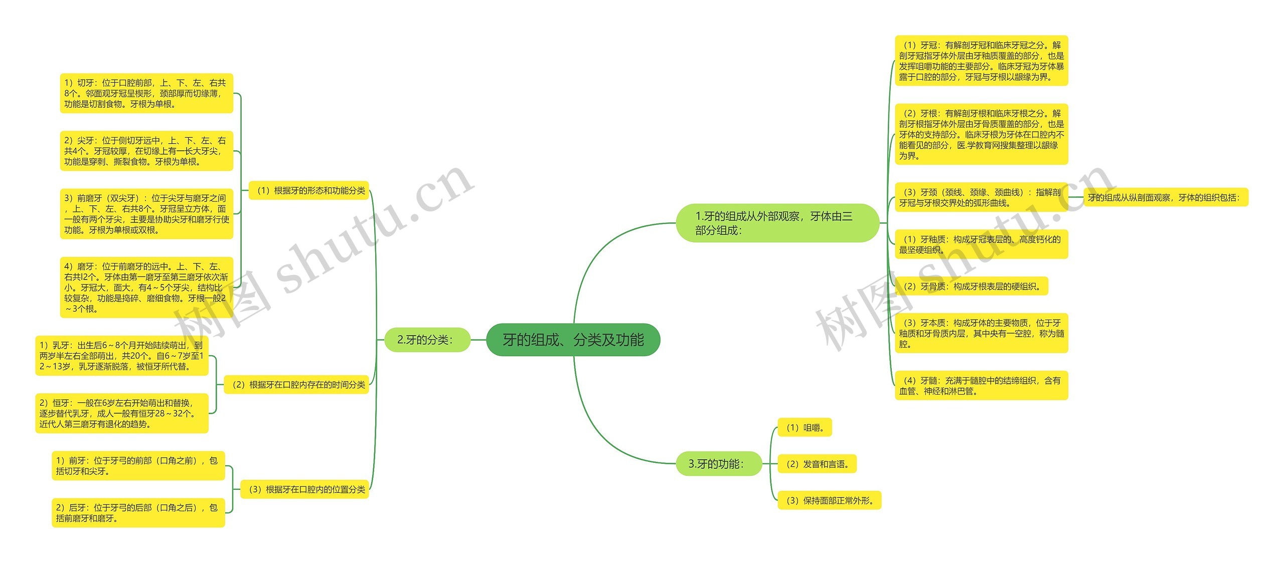 牙的组成、分类及功能
