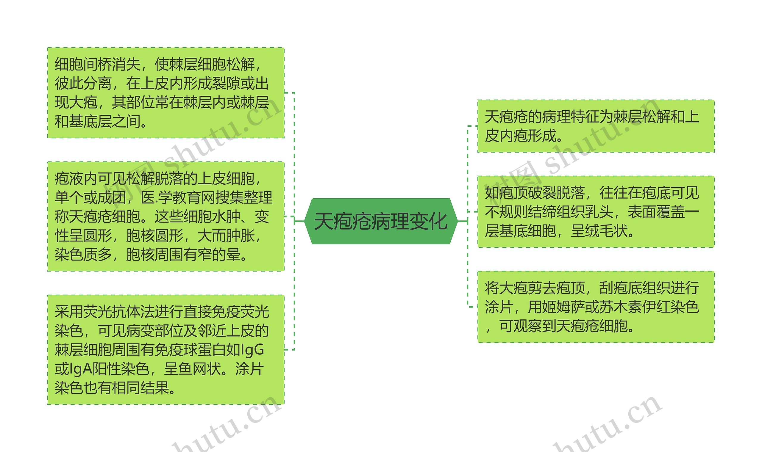 天疱疮病理变化思维导图