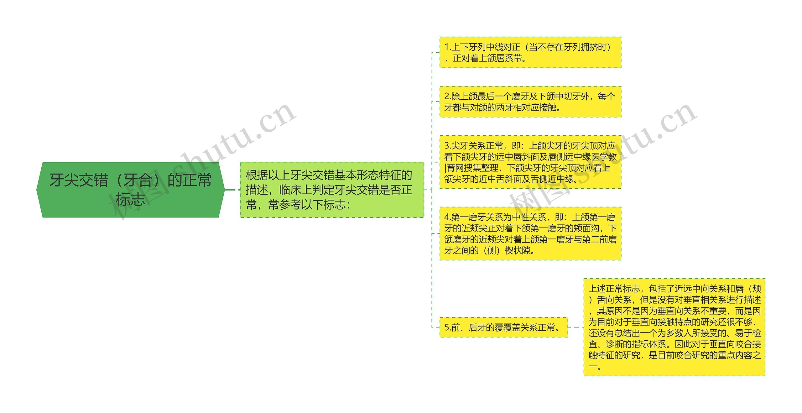 牙尖交错（牙合）的正常标志