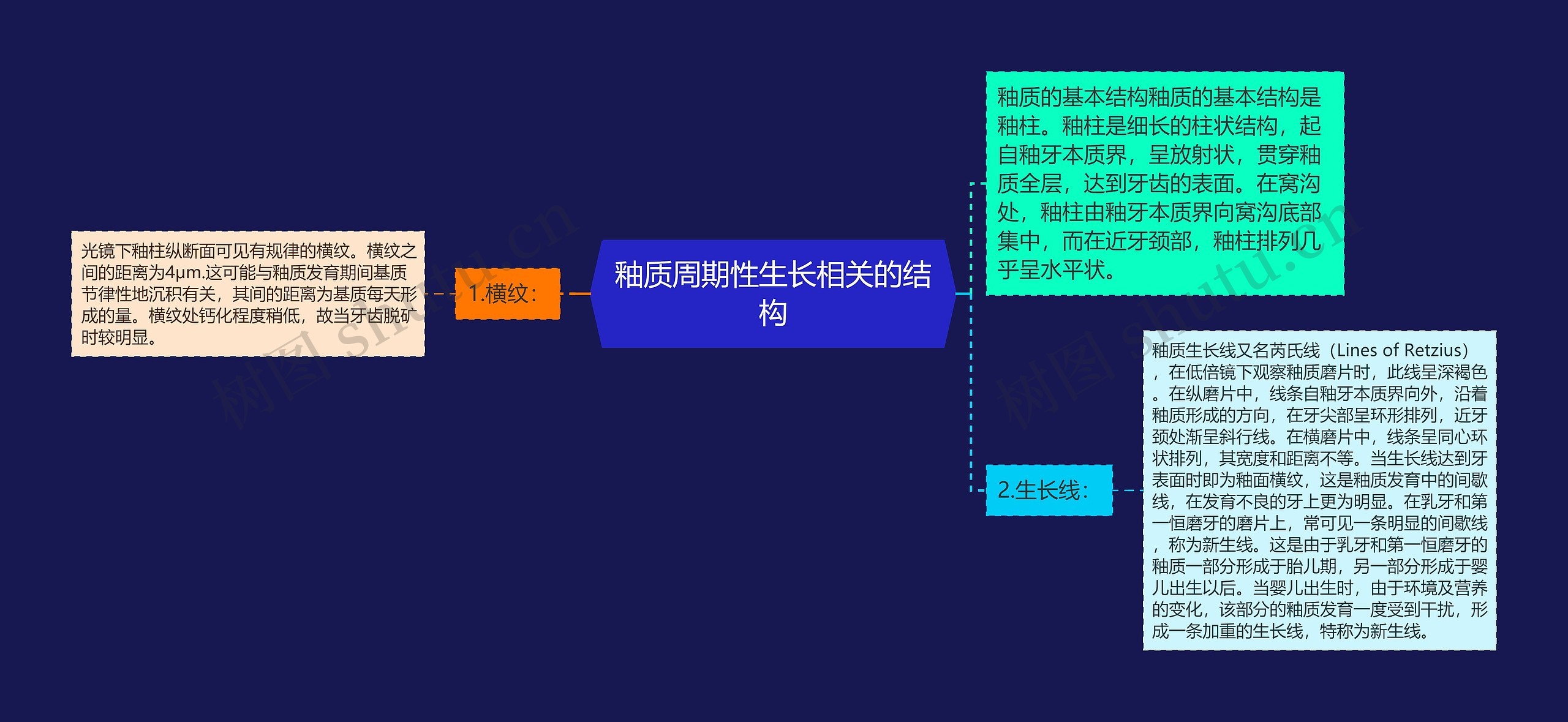 釉质周期性生长相关的结构思维导图