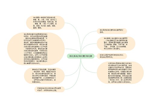 消化系统/消化管/消化腺