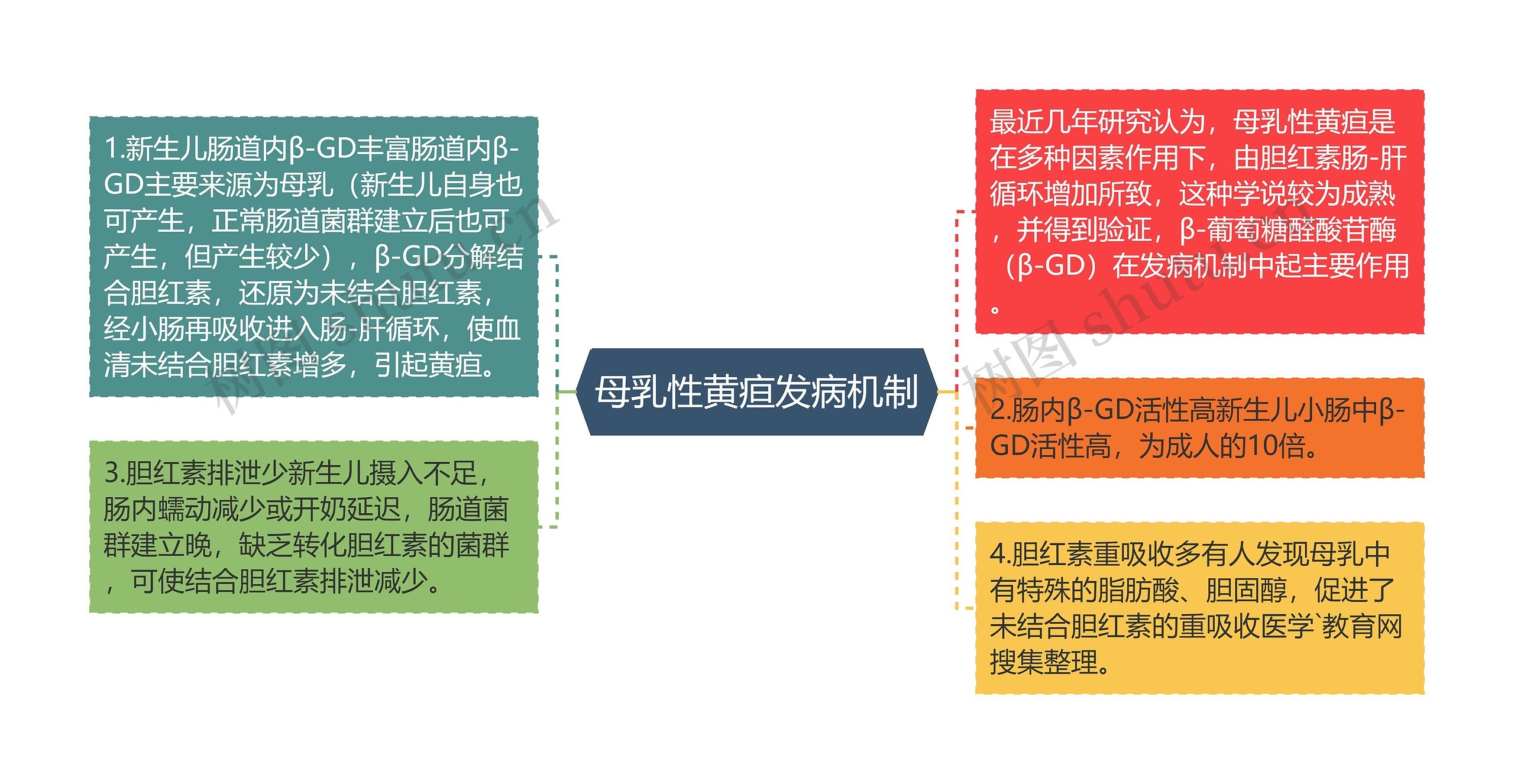 母乳性黄疸发病机制思维导图