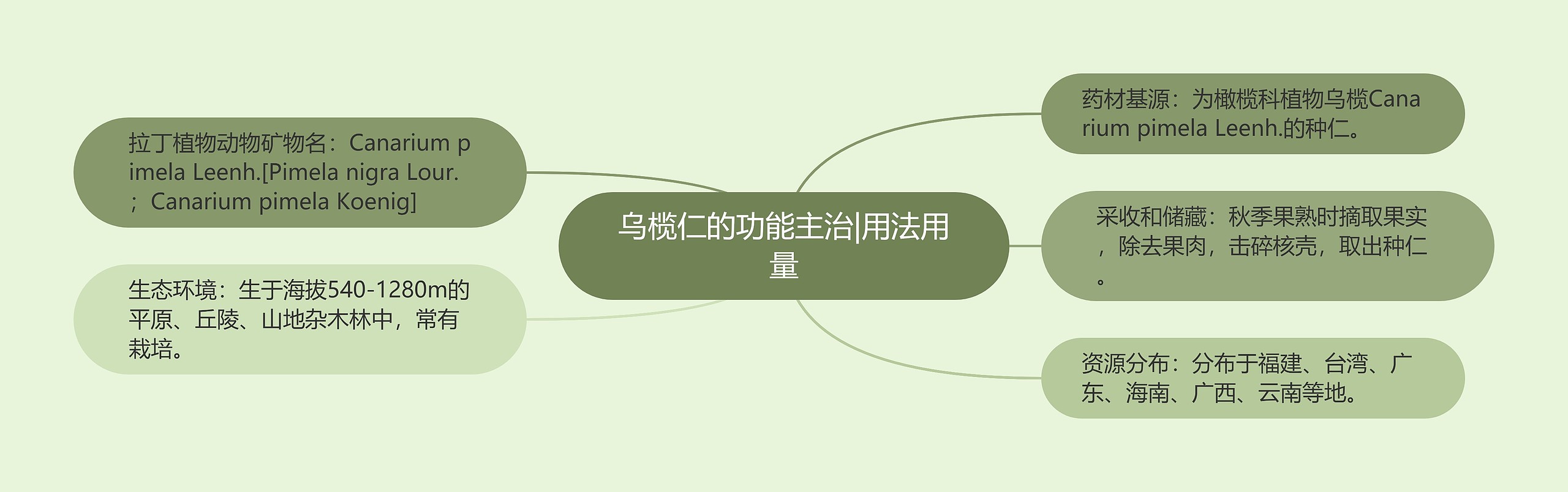乌榄仁的功能主治|用法用量 乌榄仁的功能主治|用法用量