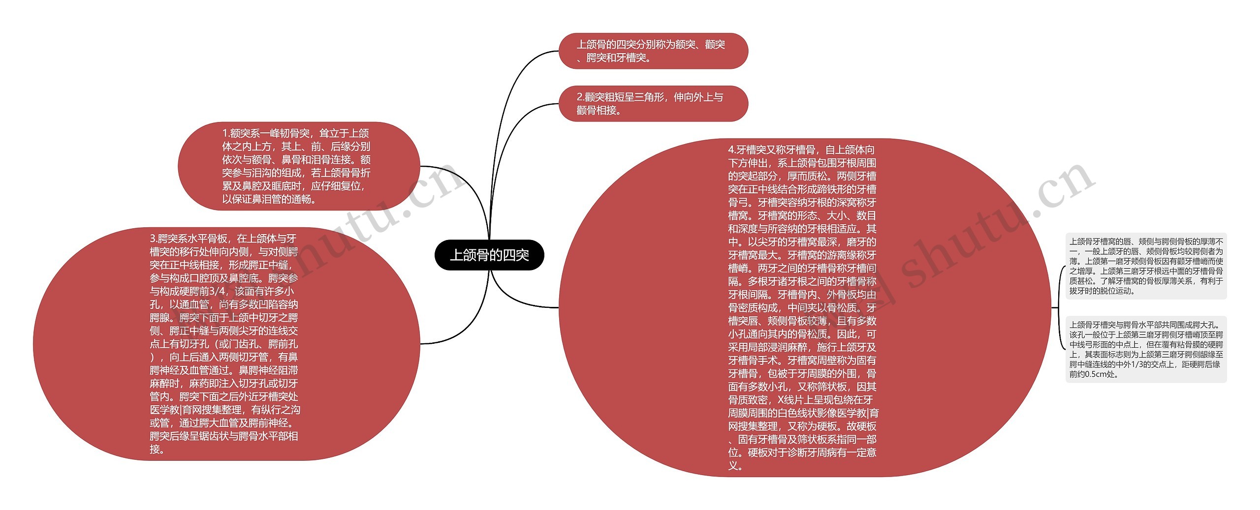 上颌骨的四突思维导图