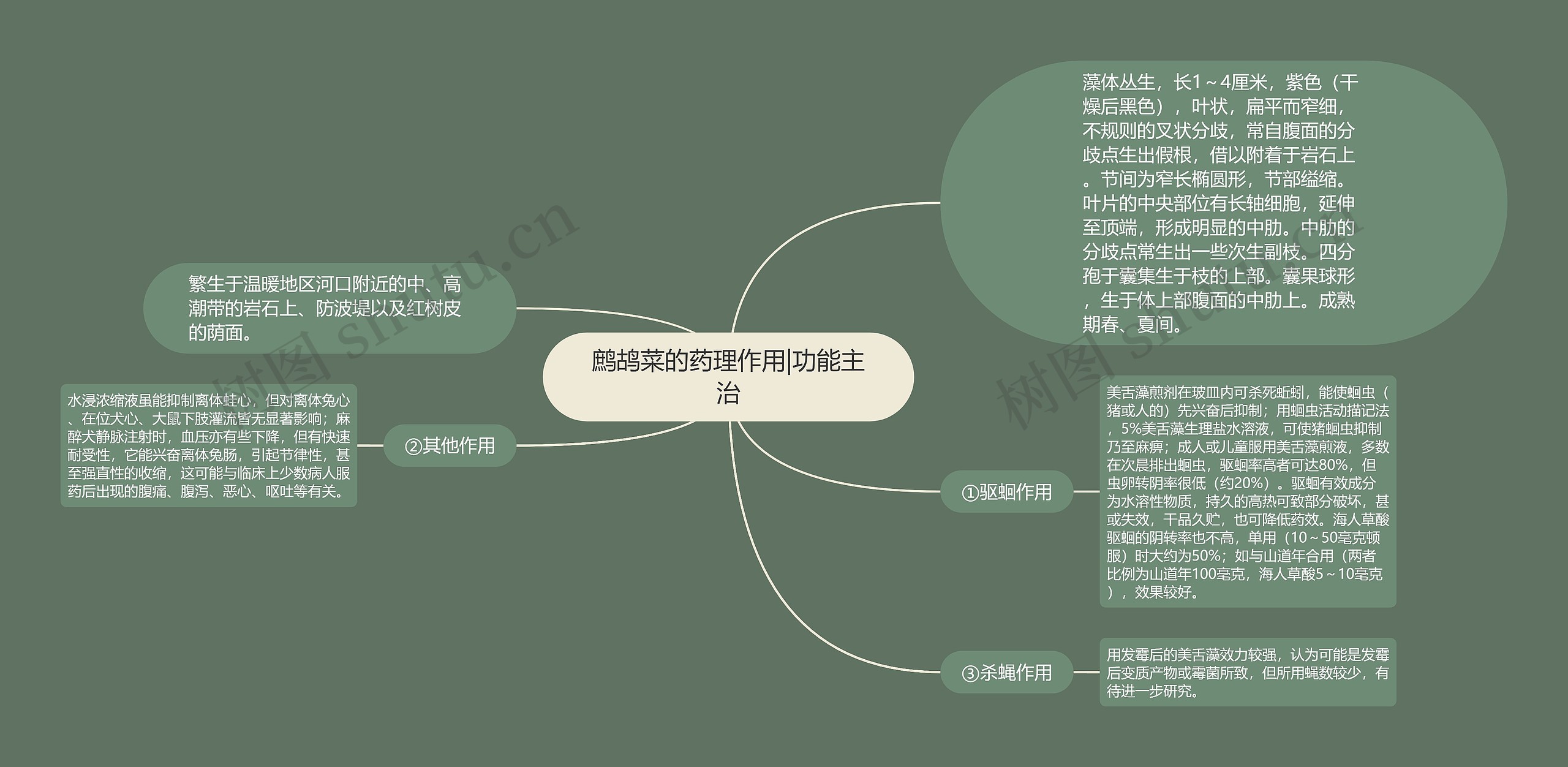 鹧鸪菜的药理作用|功能主治思维导图