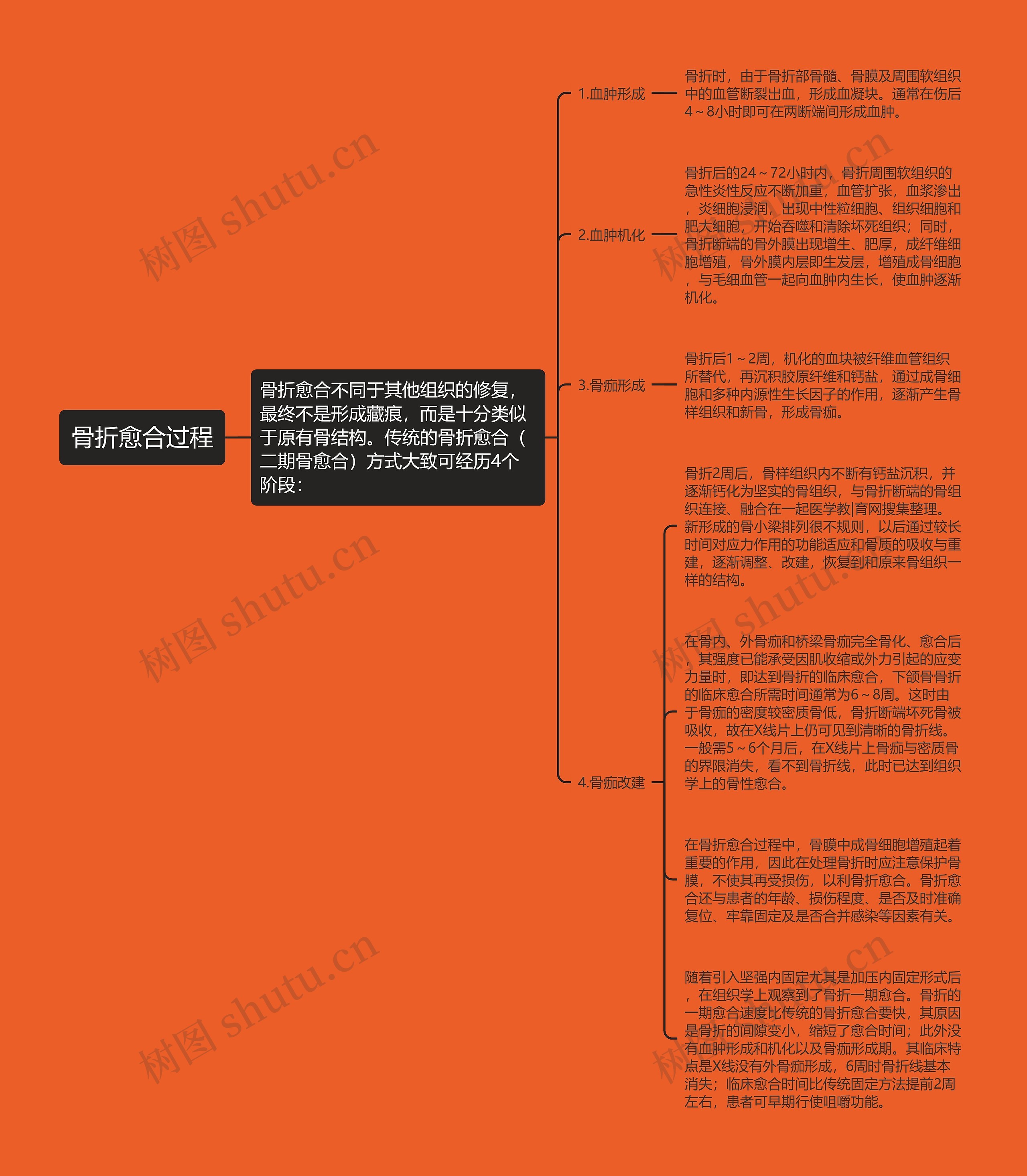 骨折愈合过程