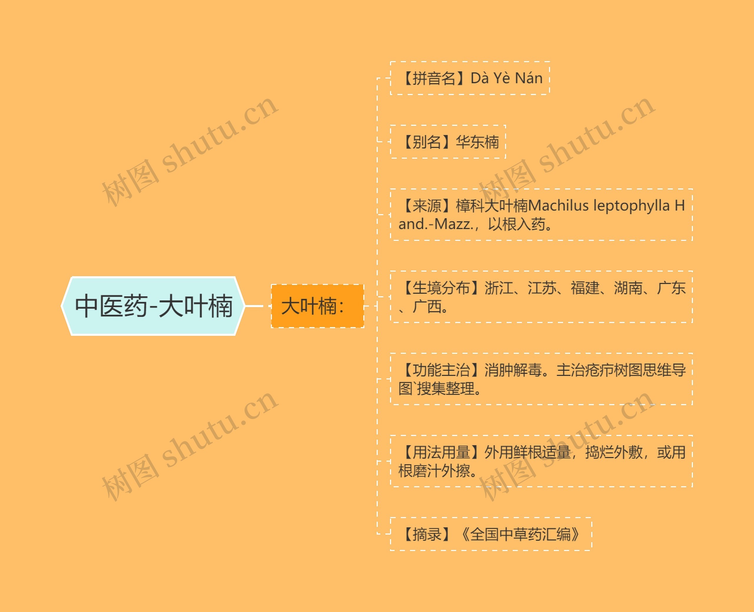 中医药-大叶楠思维导图