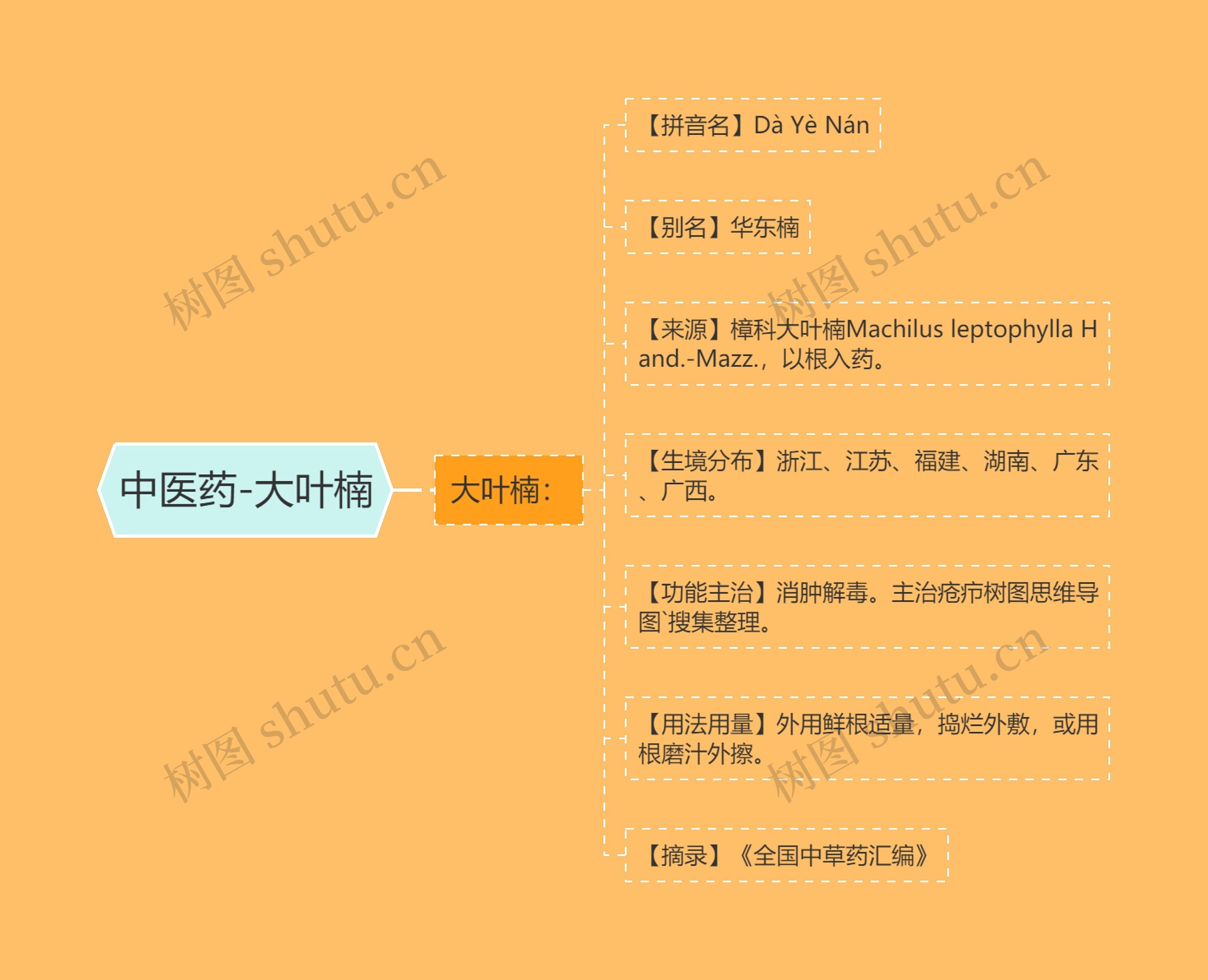 中医药-大叶楠 中医药-大叶楠