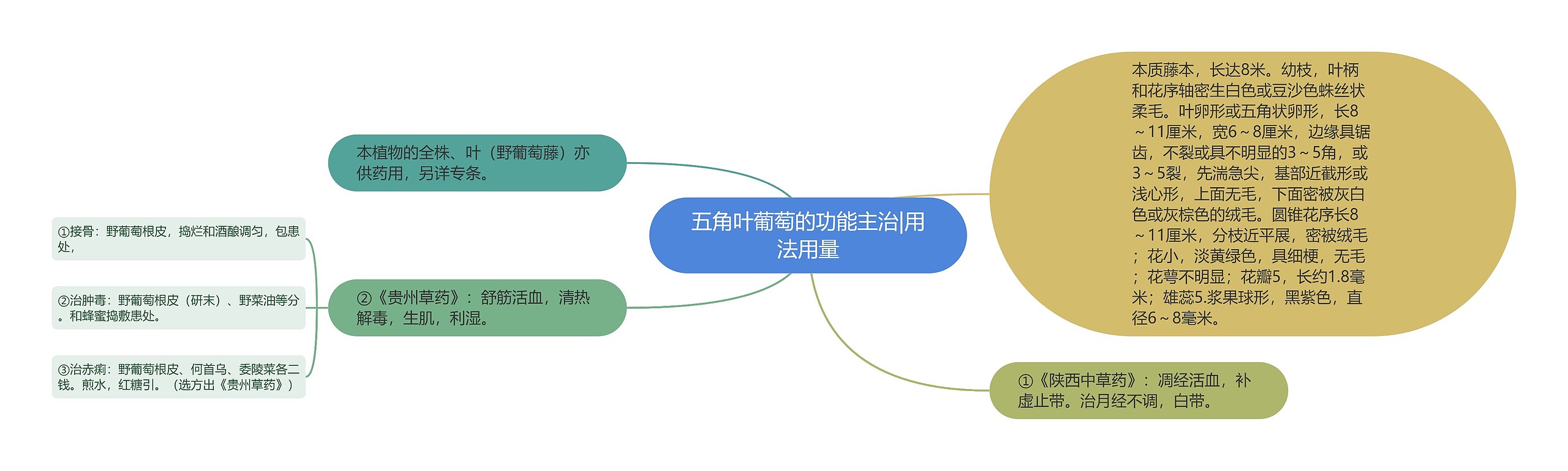 五角叶葡萄的功能主治|用法用量思维导图